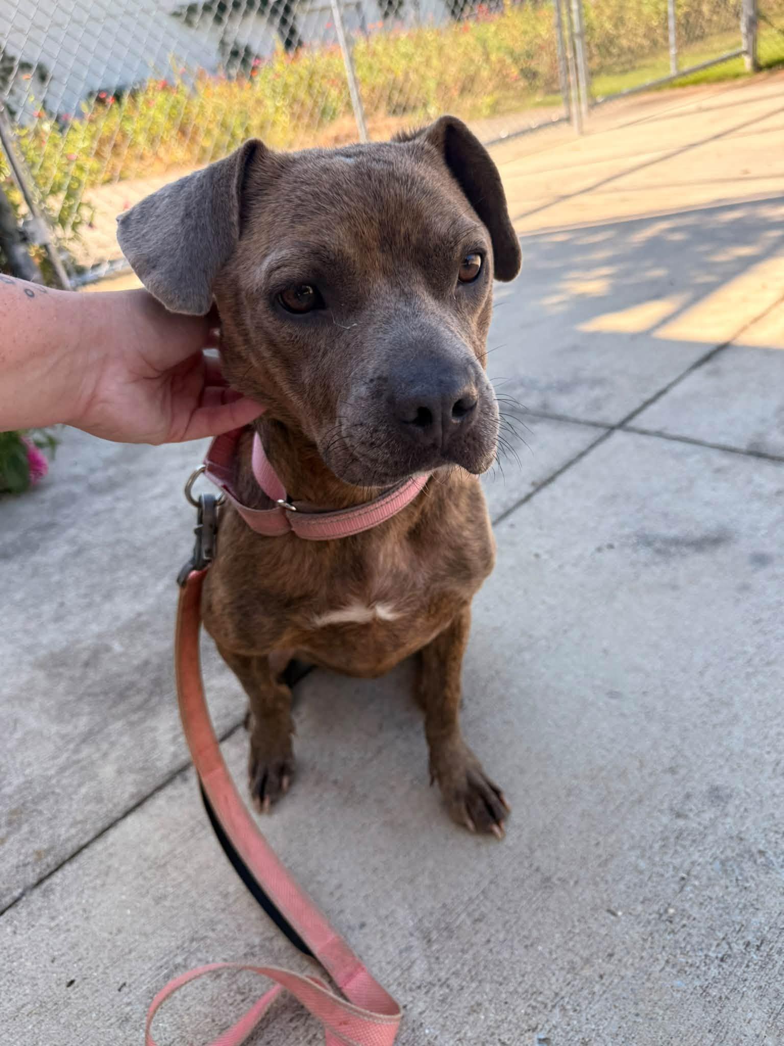 Enlarge Charm, a Adopted Mixed Breed in Huntsville, AL image 1/4