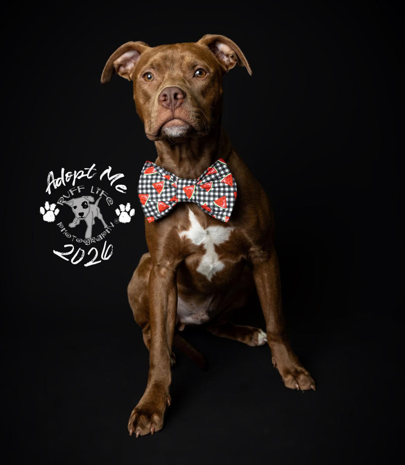 Pico, Adoptable, Young Male Pit Bull Terrier & Labrador Retriever.