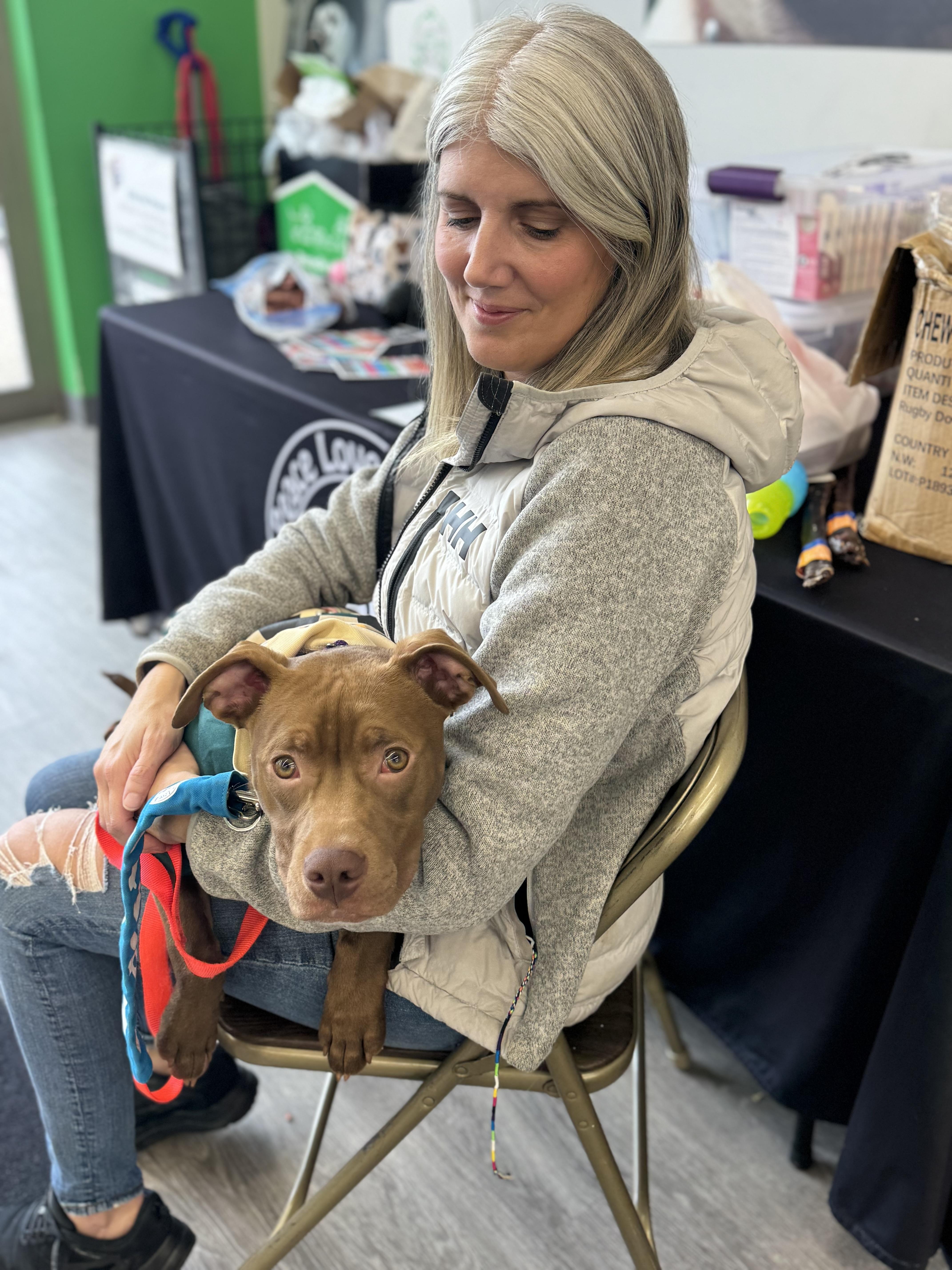 Pico, Adoptable, Young Male Pit Bull Terrier & Labrador Retriever.