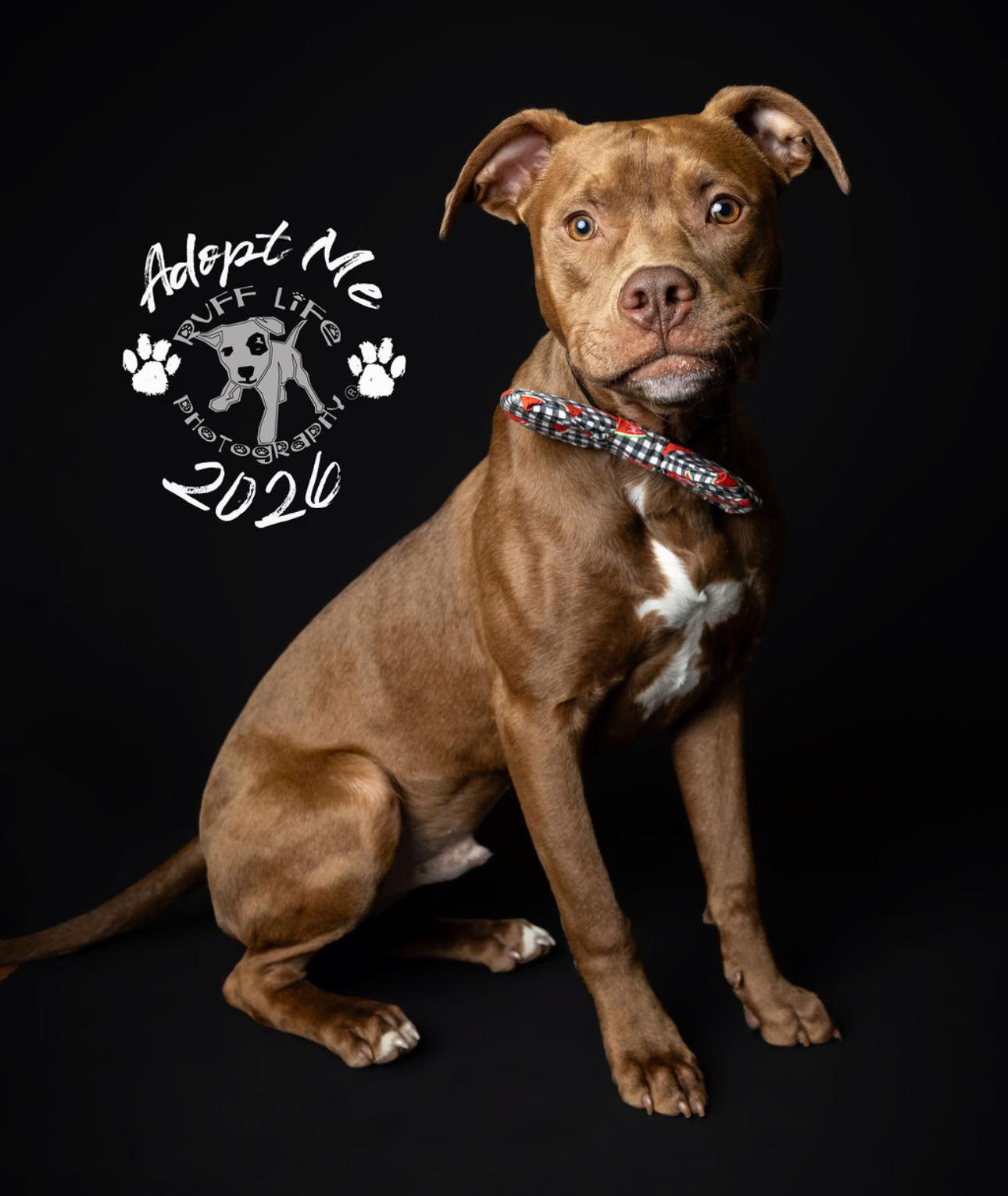 Enlarge Pico, a Adoptable mixed breed in Troy, MI image 2/6