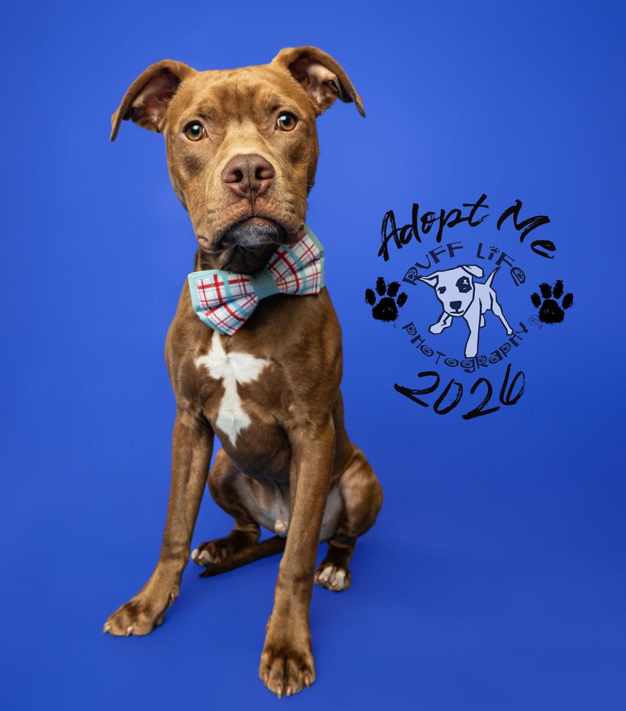 Enlarge Pico, a Adoptable mixed breed in Troy, MI image 3/6