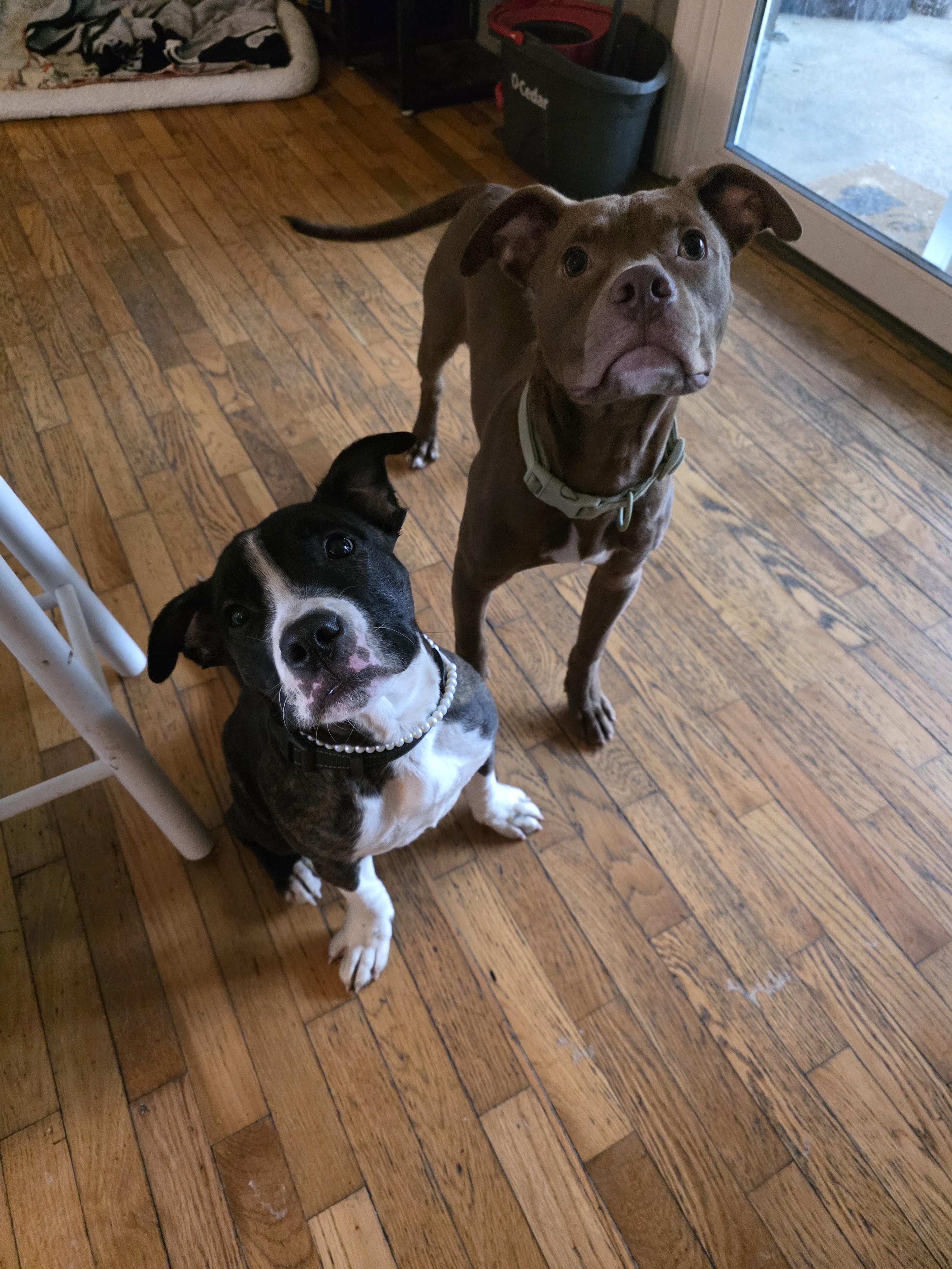 Enlarge Pico, a Adoptable mixed breed in Troy, MI image 2/6