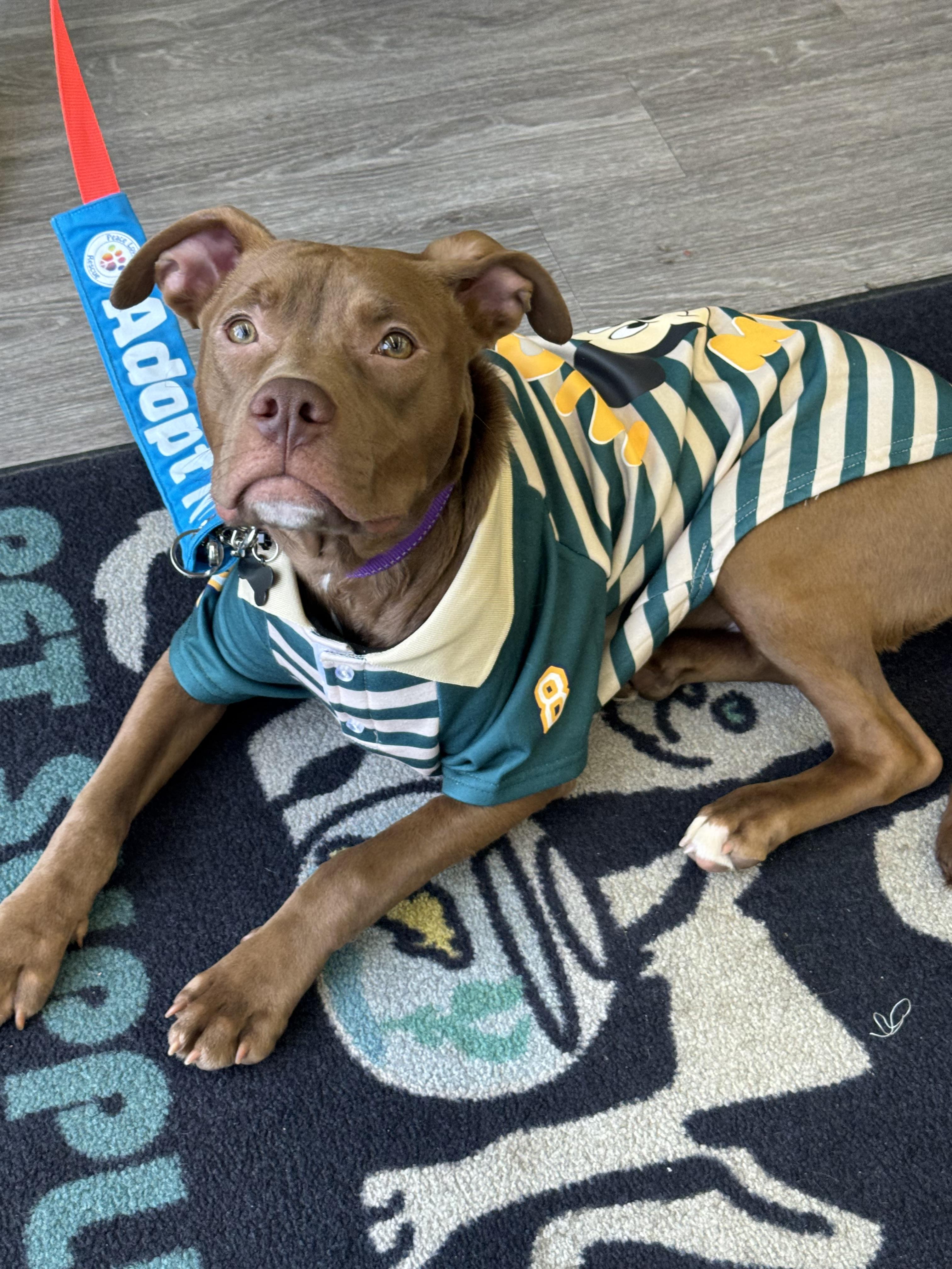 Enlarge Pico, a Adoptable mixed breed in Troy, MI image 3/6