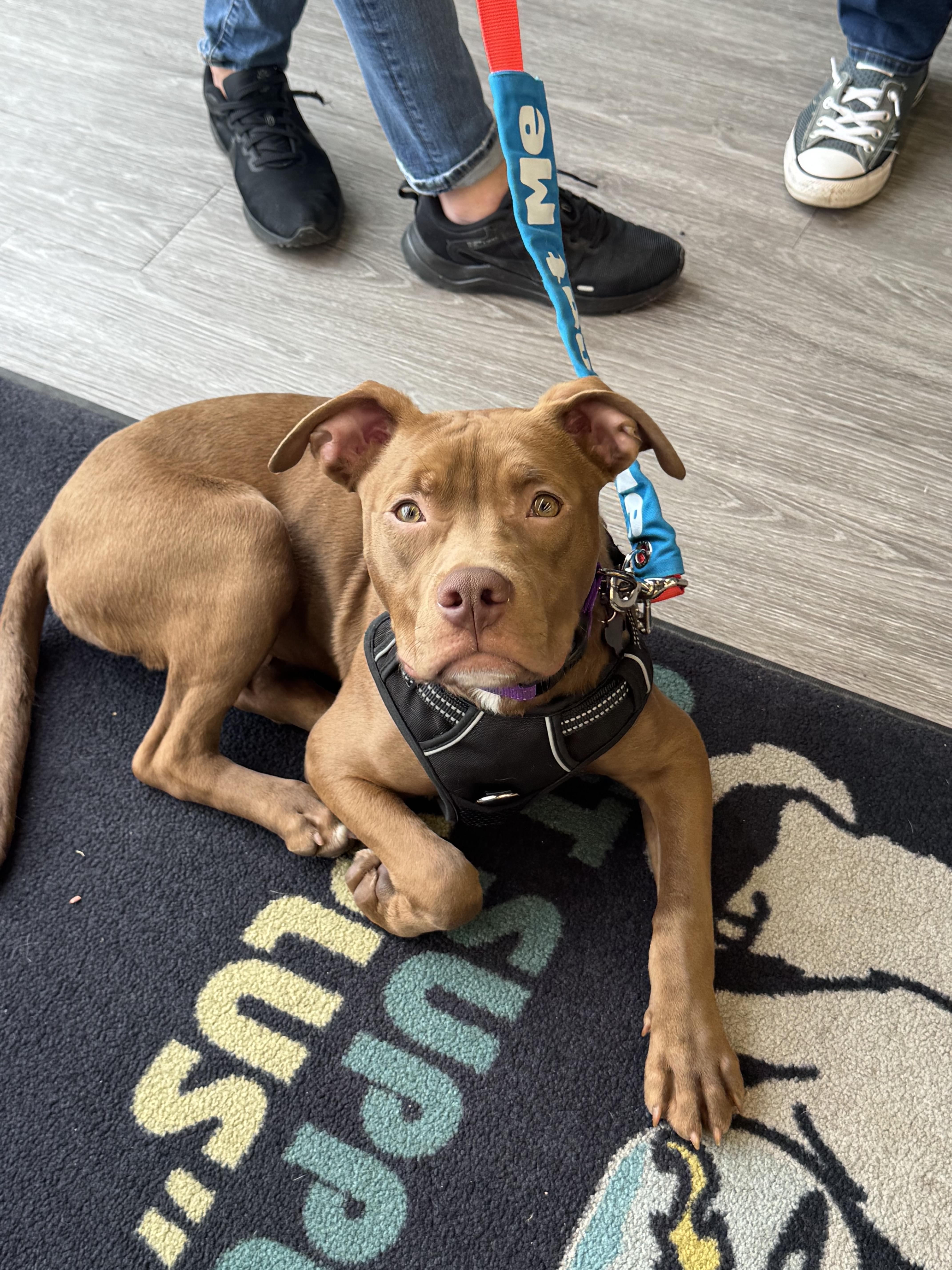 Enlarge Pico, a Adoptable mixed breed in Troy, MI image 4/6