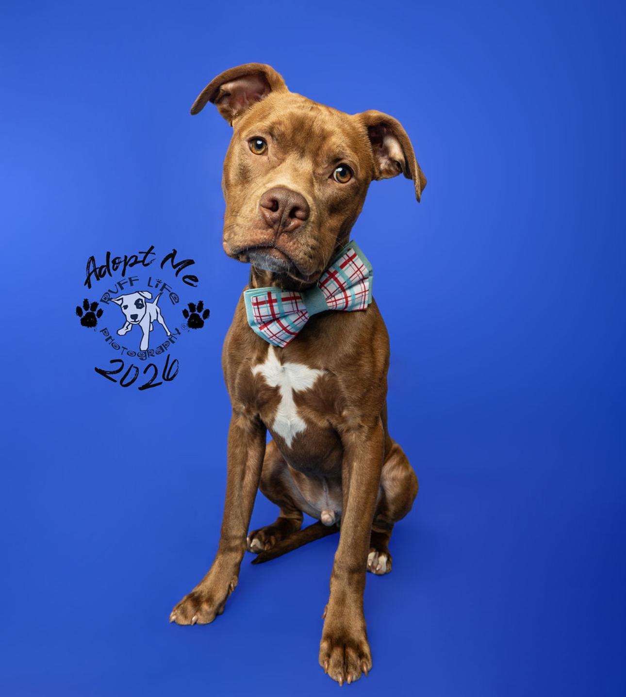 Enlarge Pico, a Adoptable mixed breed in Troy, MI image 4/6
