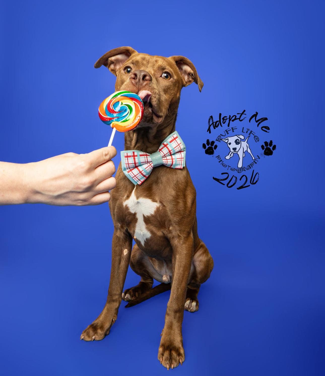 Enlarge Pico, a Adoptable mixed breed in Troy, MI image 5/6