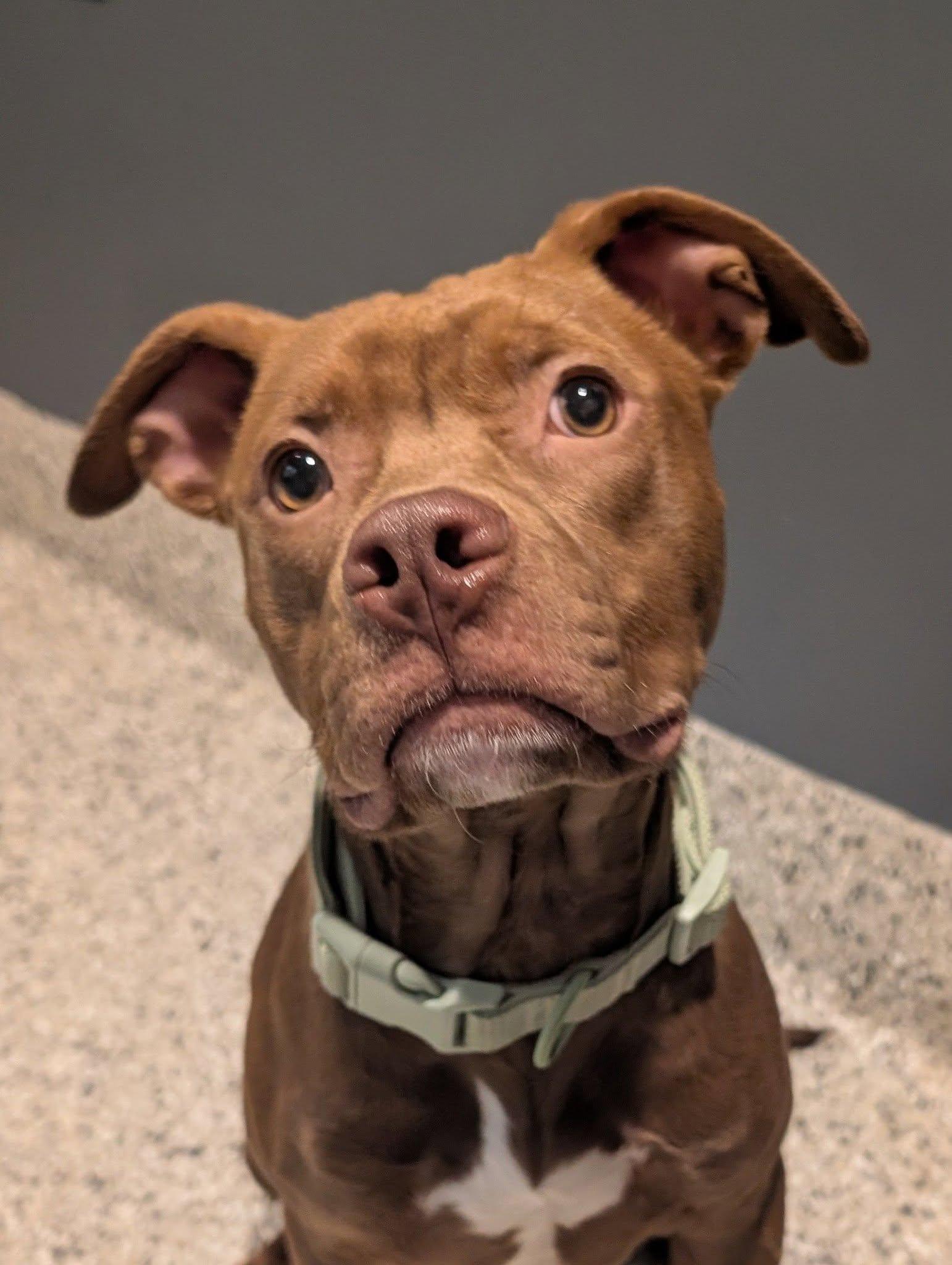 Enlarge Pico, a Adoptable mixed breed in Troy, MI image 5/6