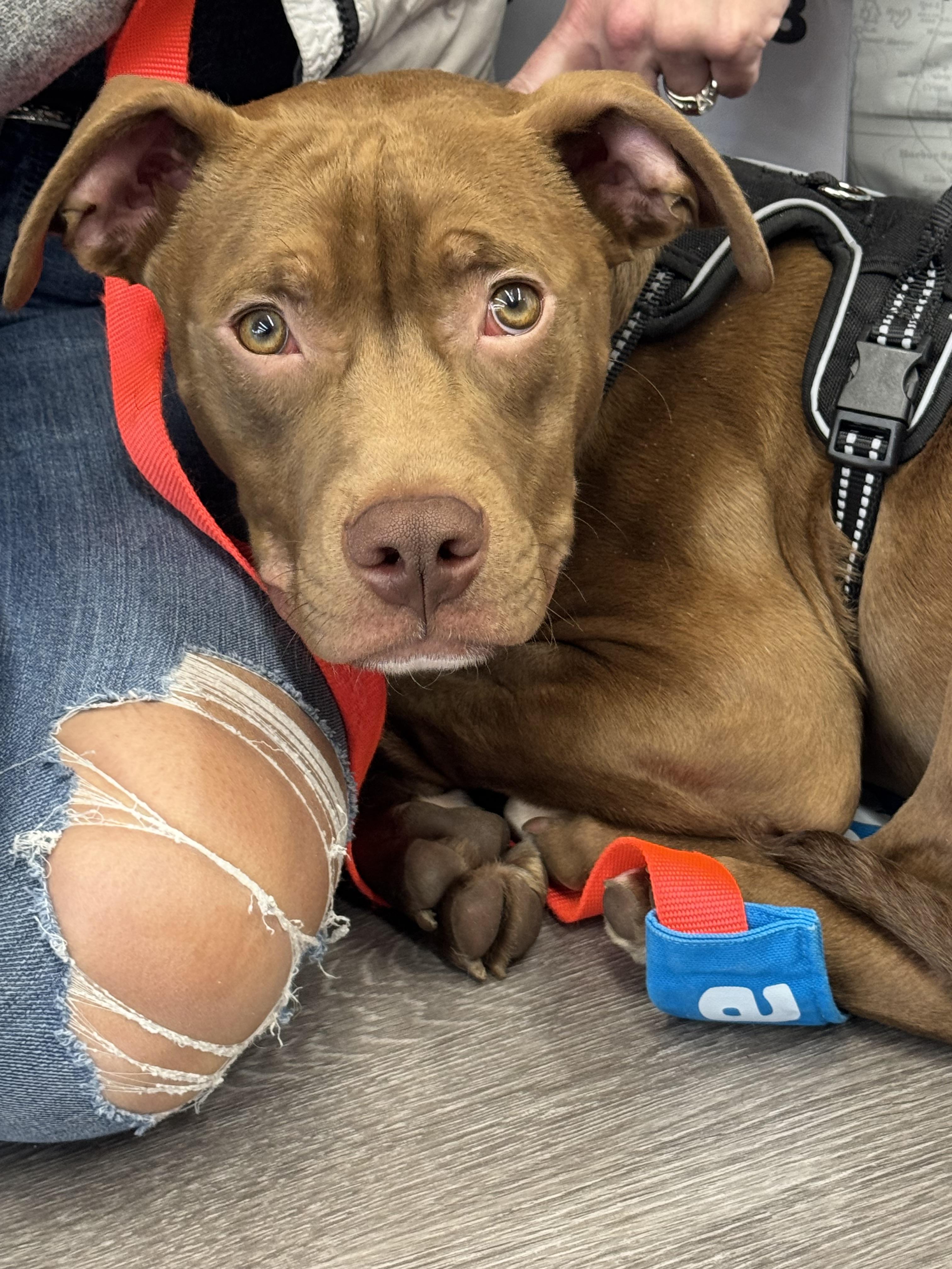 Enlarge Pico, a Adoptable mixed breed in Troy, MI image 6/6