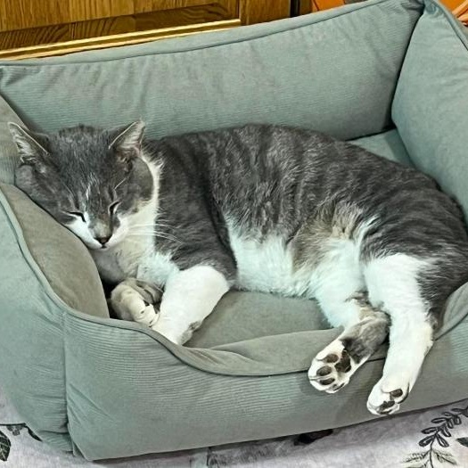 Enlarge Zephyr, a Adoptable Tabby in Montclair, NJ image 4/4