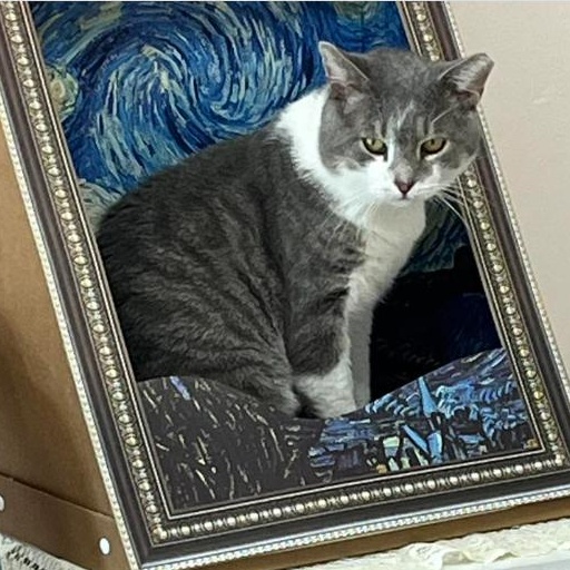 Zephyr, Adoptable, Adult Male Tabby.