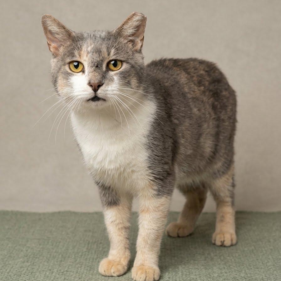 Enlarge Zephyr, a Adoptable Tabby in Montclair, NJ image 2/4