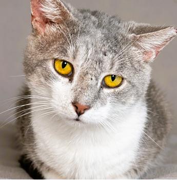 Enlarge Zephyr, a Adoptable Tabby in Montclair, NJ image 3/4