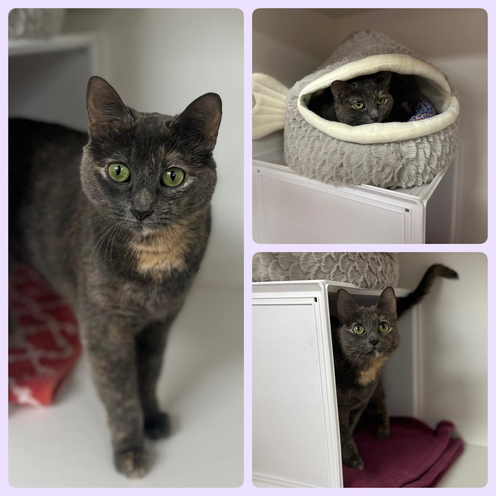 Enlarge Noah, a Adoptable Domestic Short Hair in Whitehall, PA image 1/1