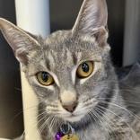 Enlarge Sparkles, a ADOPTABLE Domestic Short Hair in Lansing, MI image 1/1