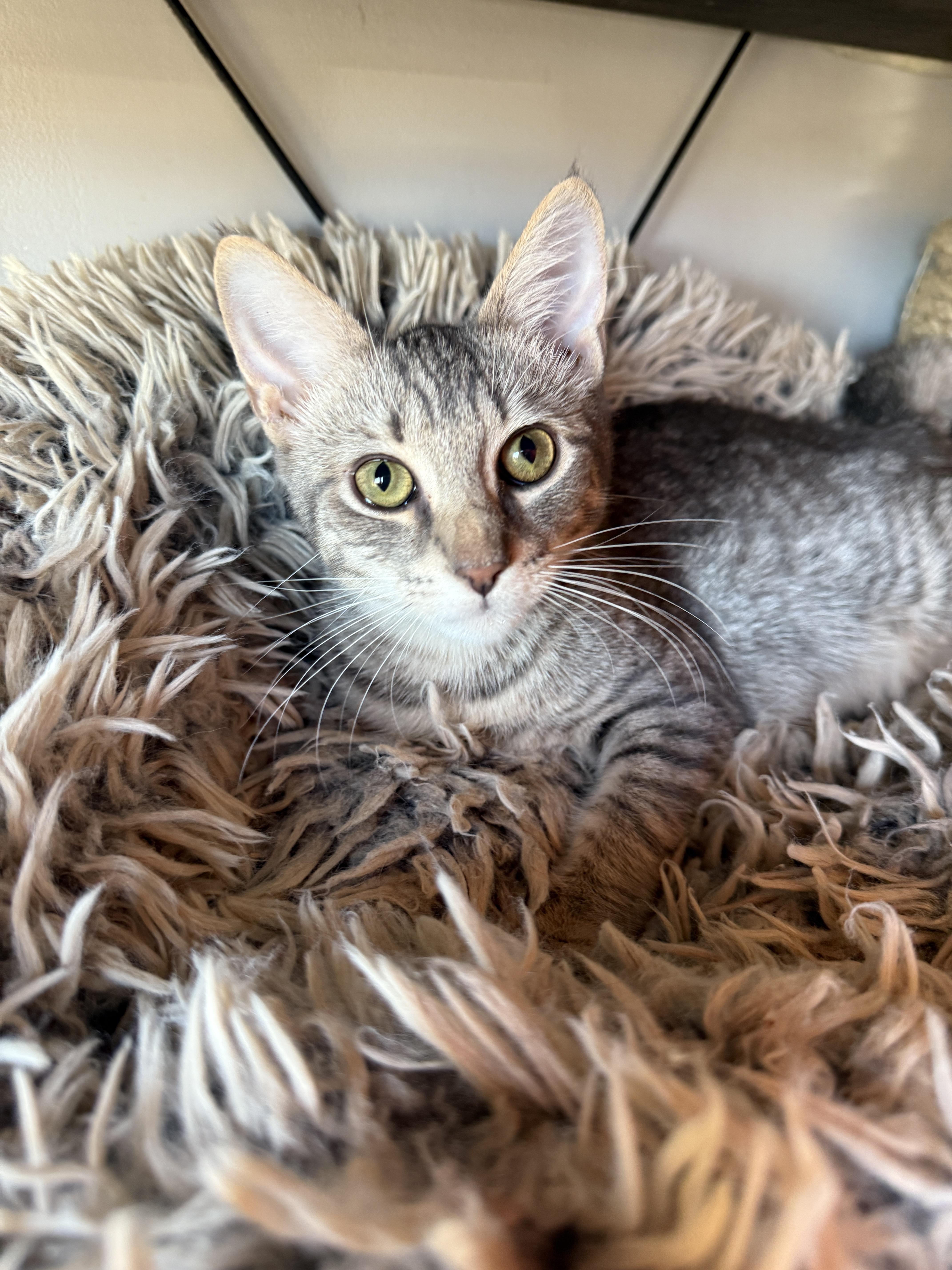Enlarge Rivington, a Adoptable Domestic Short Hair in Brooklyn, NY image 5/6