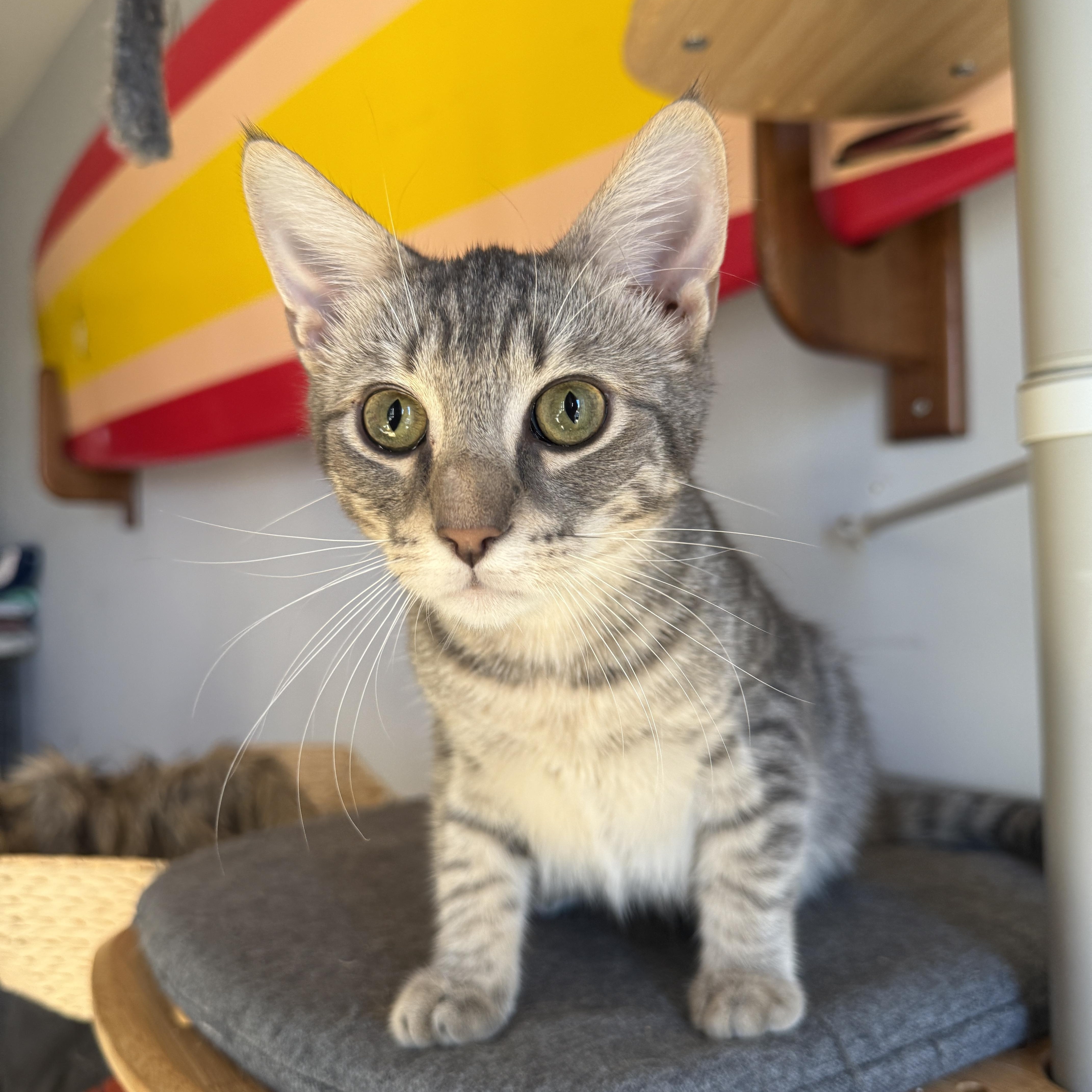 Enlarge Rivington, a Adoptable Domestic Short Hair in Brooklyn, NY image 3/6