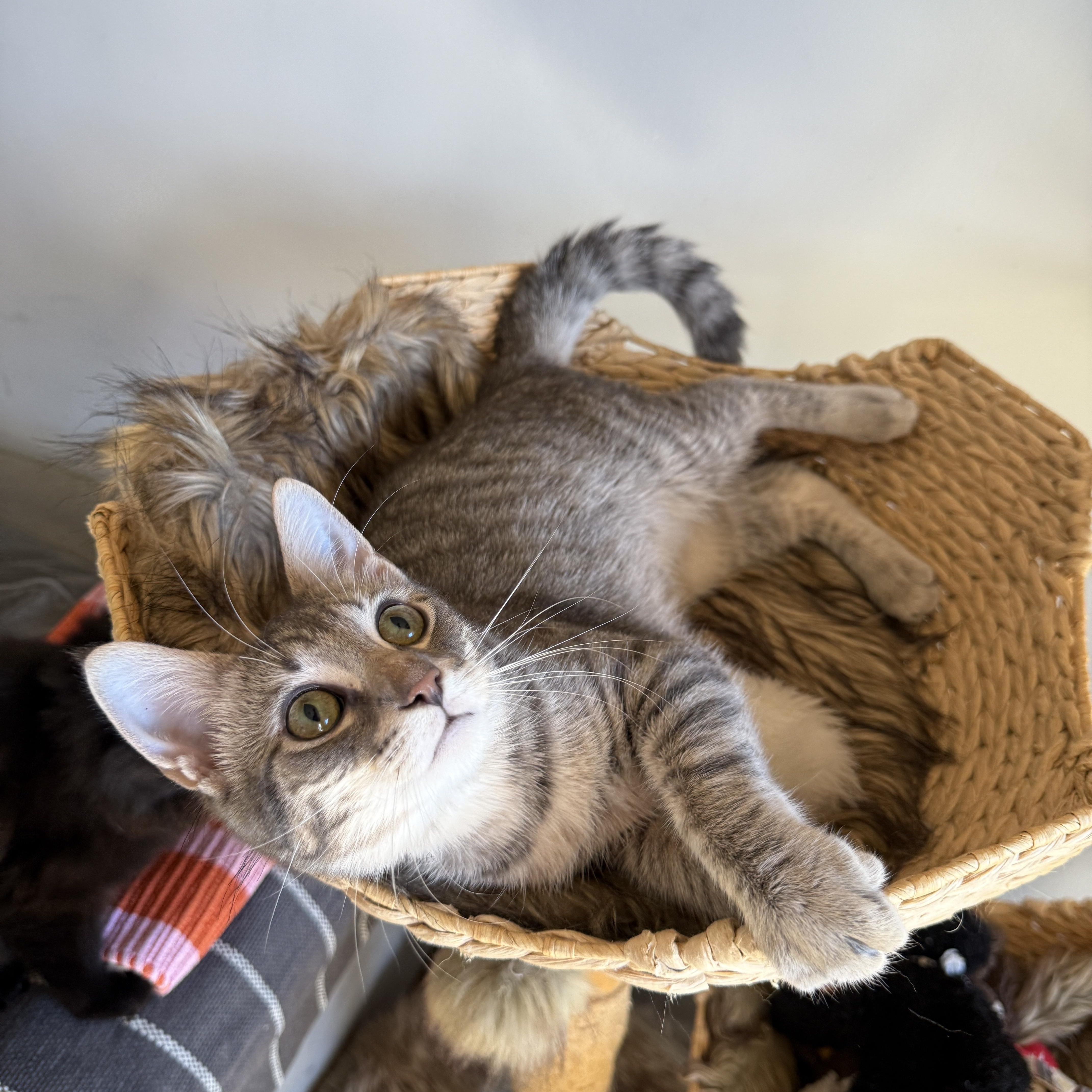 Enlarge Rivington, a Adoptable Domestic Short Hair in Brooklyn, NY image 2/6
