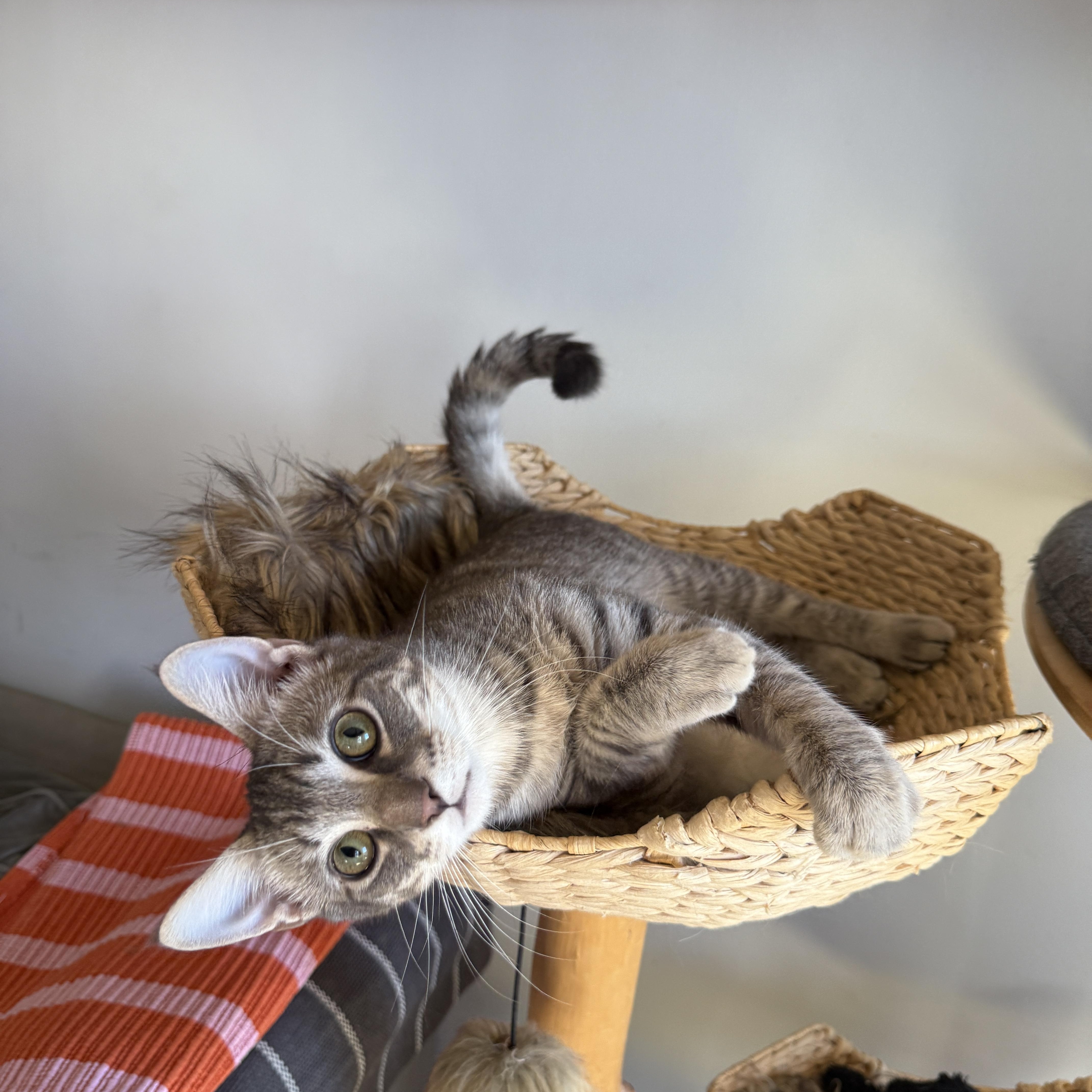 Enlarge Rivington, a Adoptable Domestic Short Hair in Brooklyn, NY image 4/6