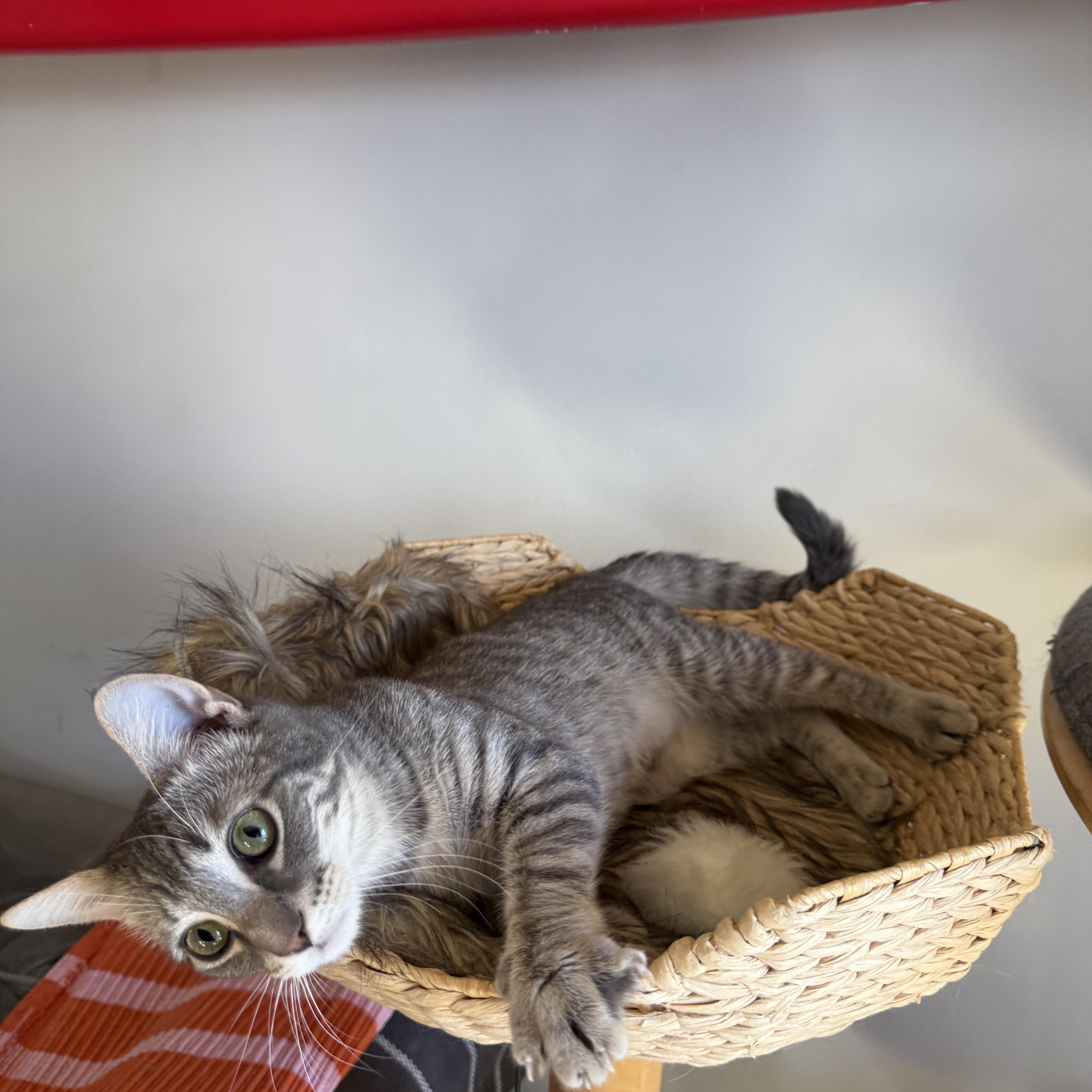 Enlarge Rivington, a Adoptable Domestic Short Hair in Brooklyn, NY image 6/6