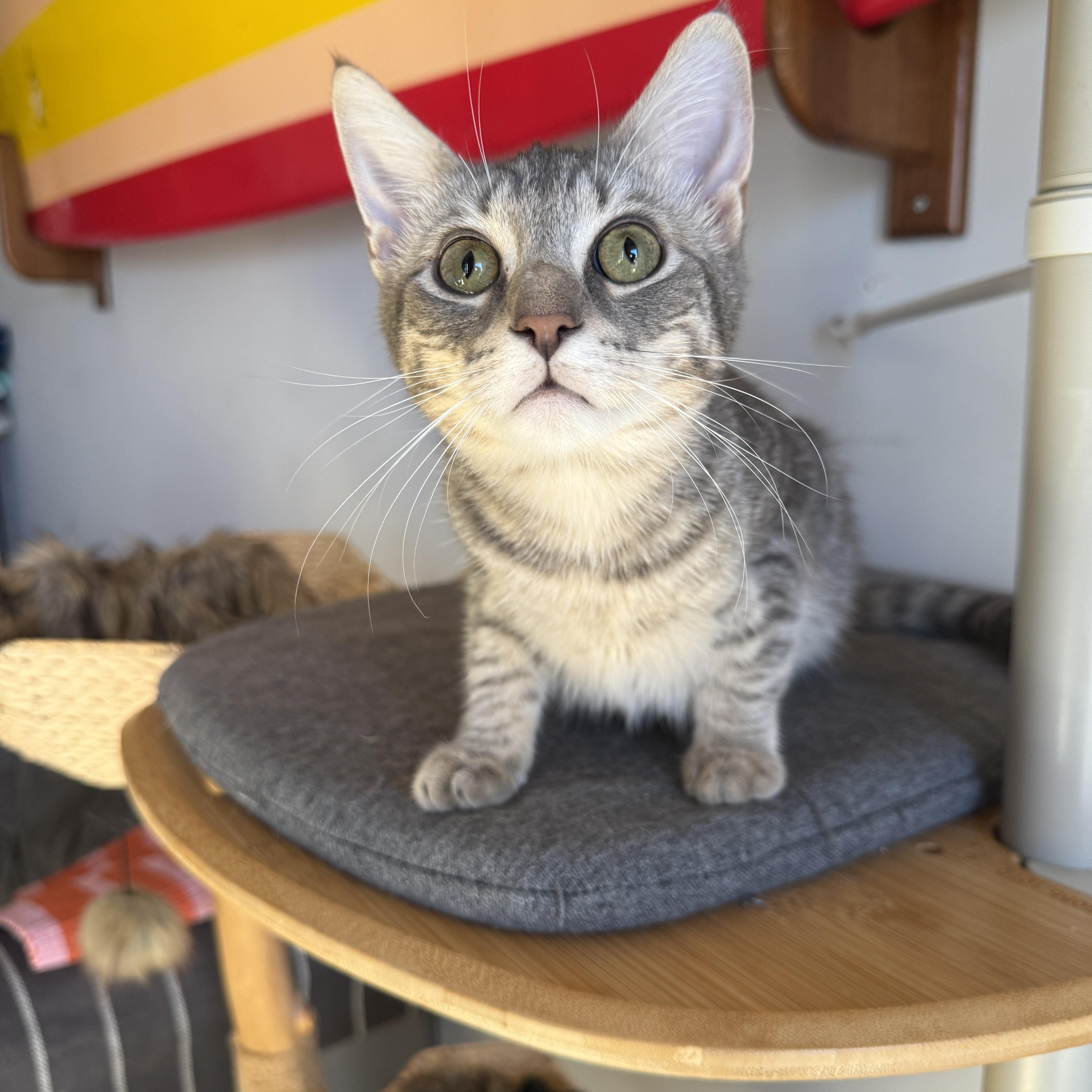 Rivington, Adoptable, Kitten Male Domestic Short Hair.