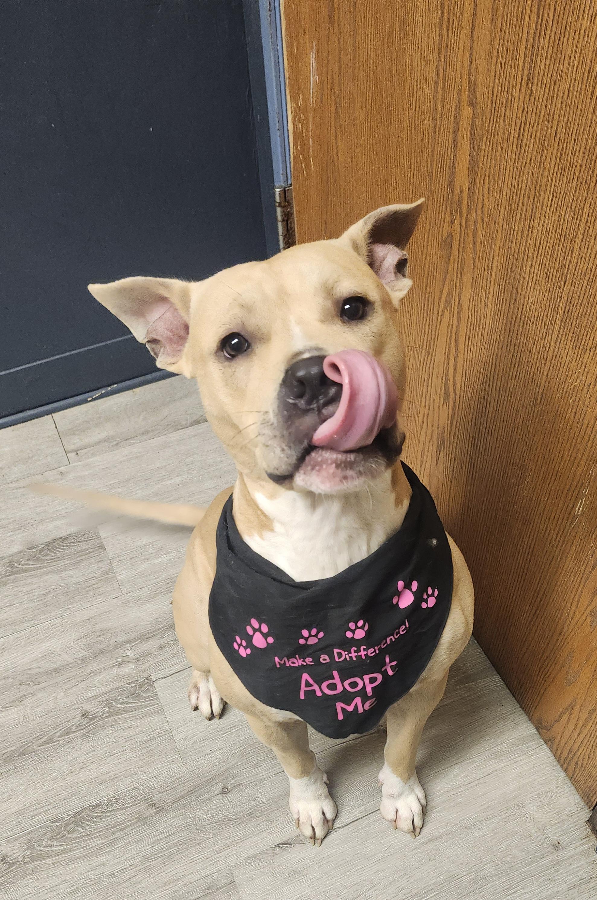 Enlarge Randall, a Adoptable Pit Bull Terrier in Mansfield, OH image 1/4