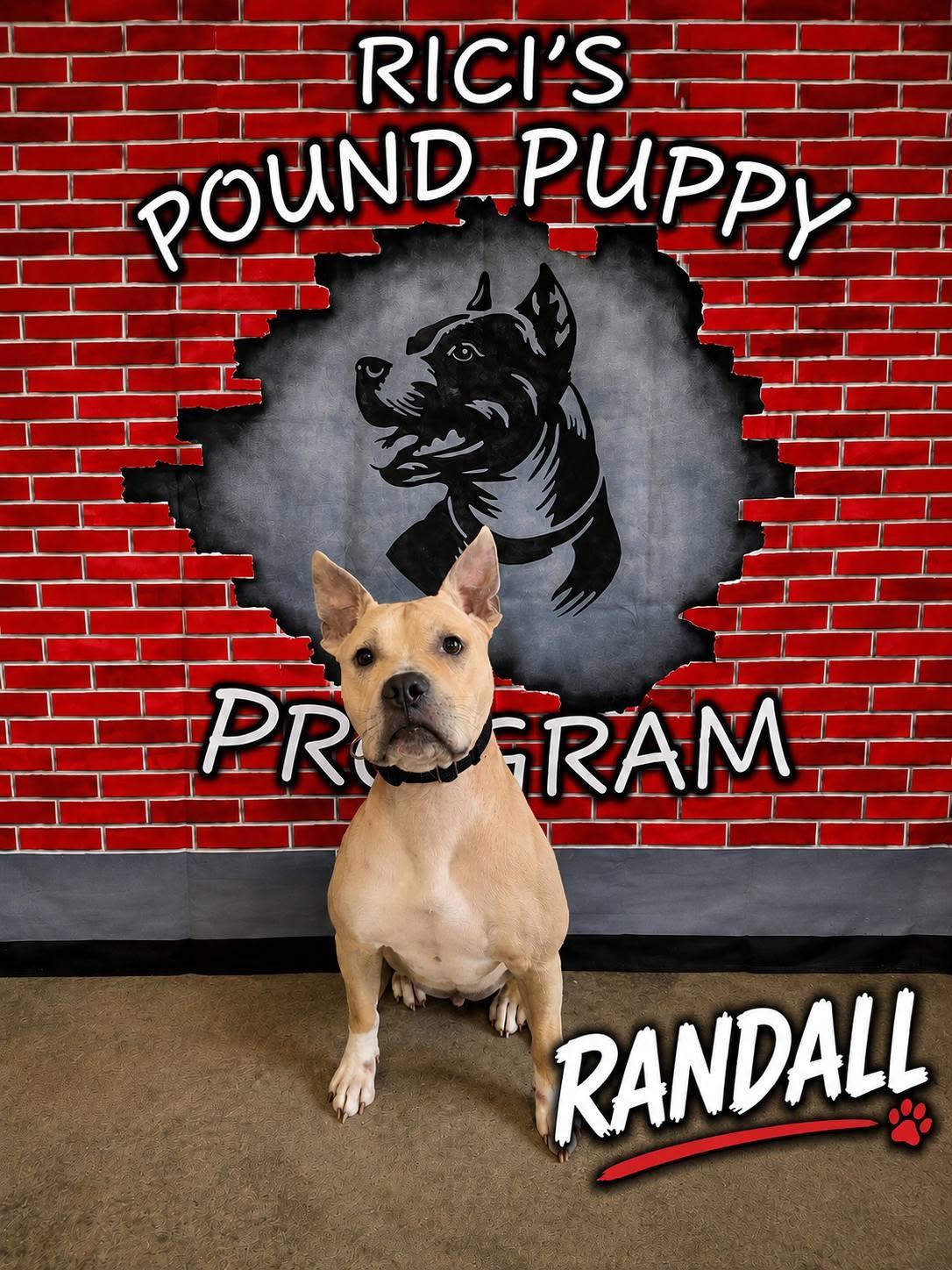 Randall (REDUCED ADOPTION FEE/Prison Program), Adoptable, Young Male Pit Bull Terrier.