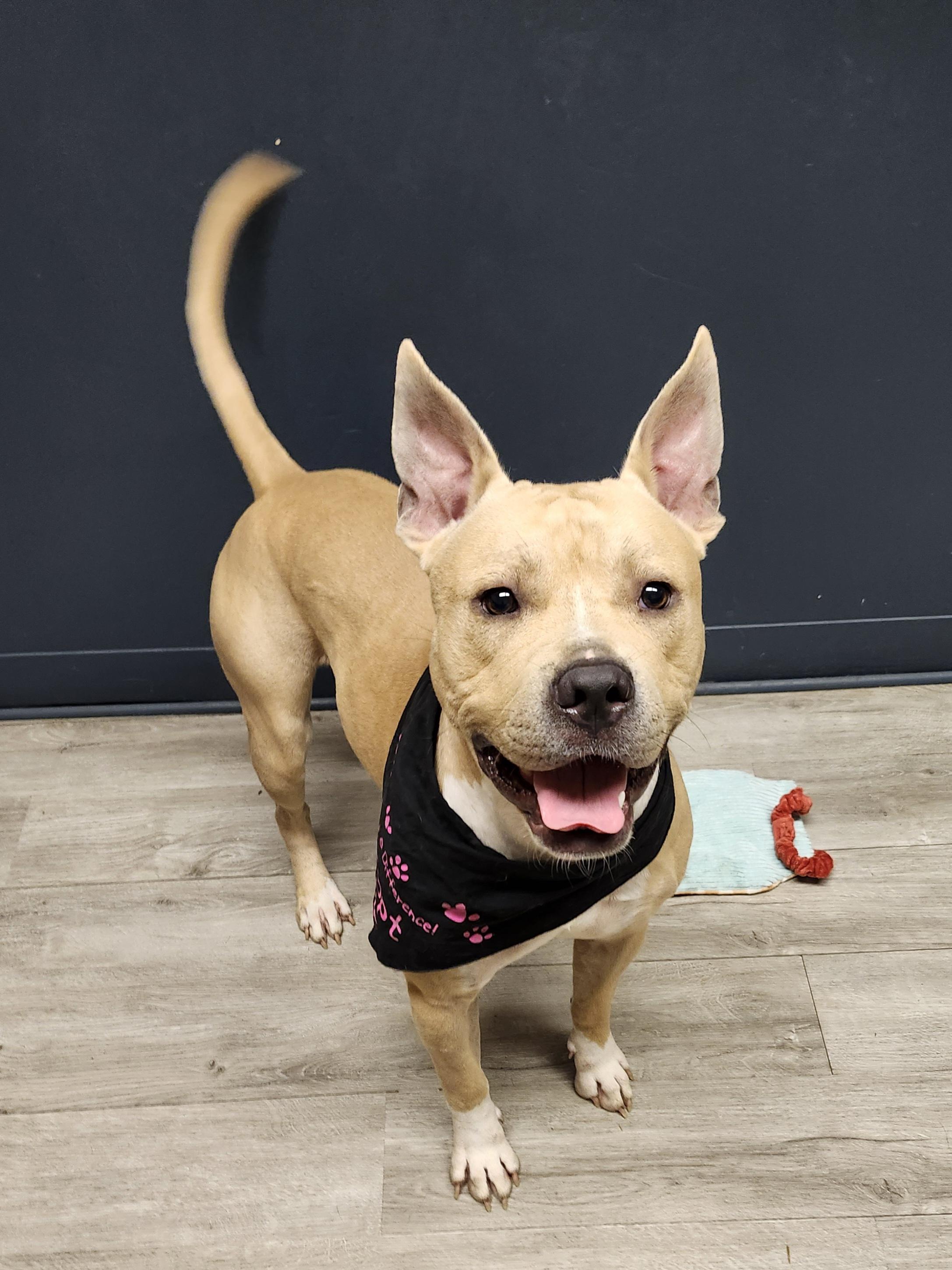 Enlarge Randall, a Adoptable Pit Bull Terrier in Mansfield, OH image 2/4