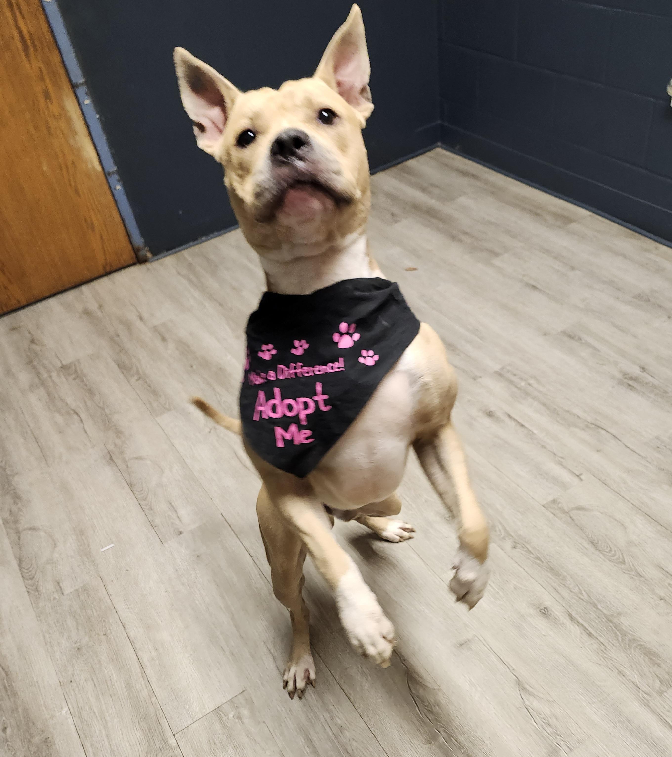Enlarge Randall, a Adoptable Pit Bull Terrier in Mansfield, OH image 3/4