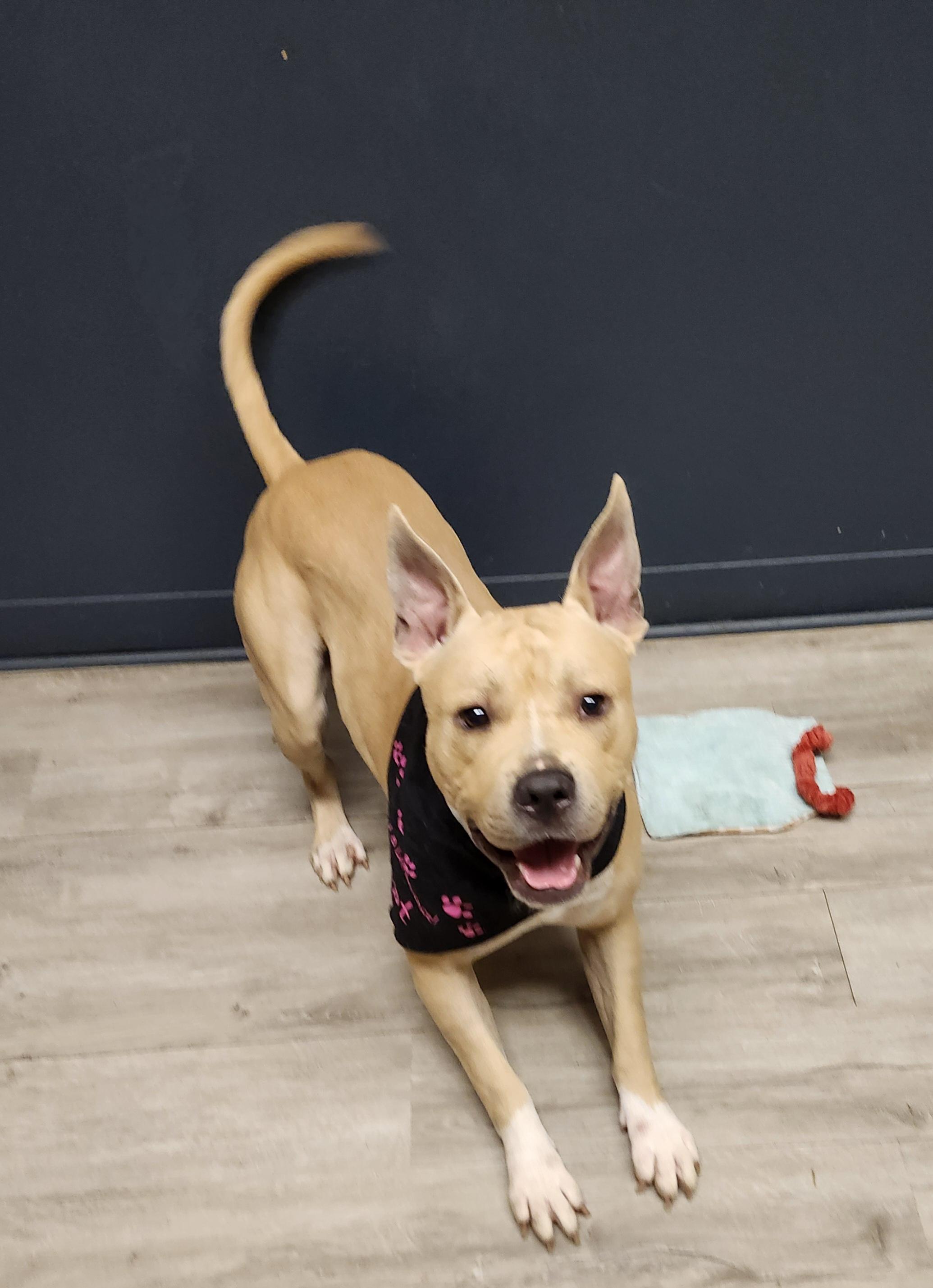 Enlarge Randall, a Adoptable Pit Bull Terrier in Mansfield, OH image 4/4
