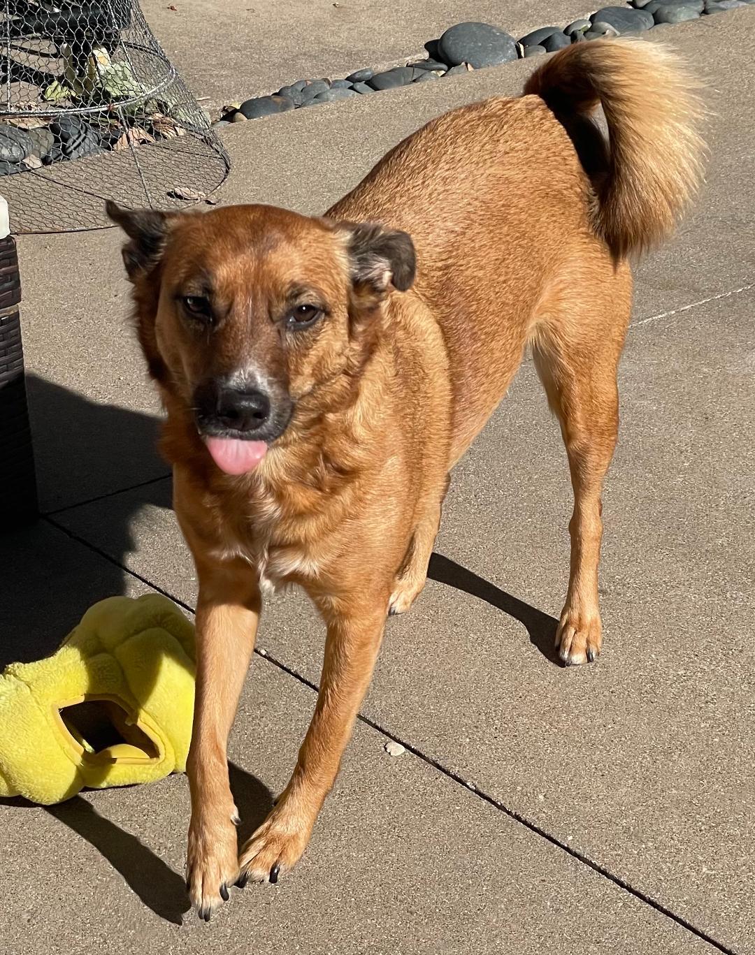 Enlarge Missy, a ADOPTABLE mixed breed in Carrollton, TX image 2/5