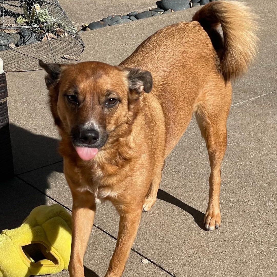 Missy, a ADOPTABLE mixed breed in Carrollton, TX image 3/4
