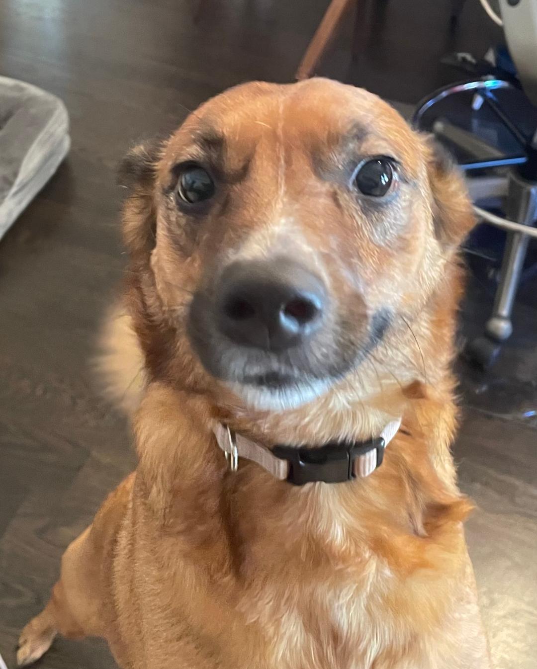 Enlarge Missy, a ADOPTABLE mixed breed in Carrollton, TX image 3/5