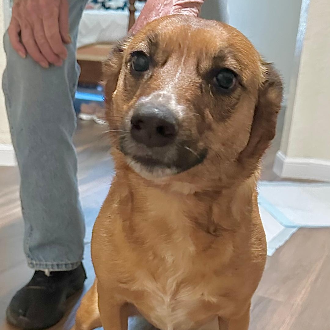 Missy, ADOPTABLE, Adult Female German Shepherd Dog & Terrier.