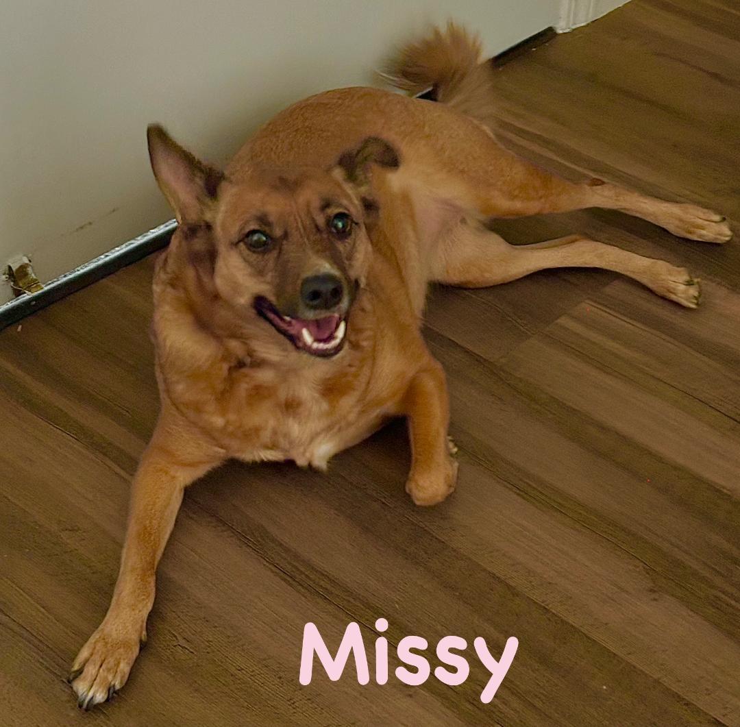 Enlarge Missy, a ADOPTABLE mixed breed in Carrollton, TX image 1/5