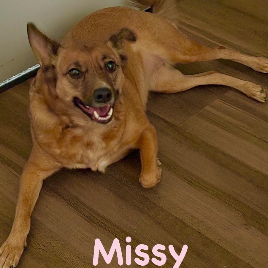 Missy, a ADOPTABLE mixed breed in Carrollton, TX image 2/4