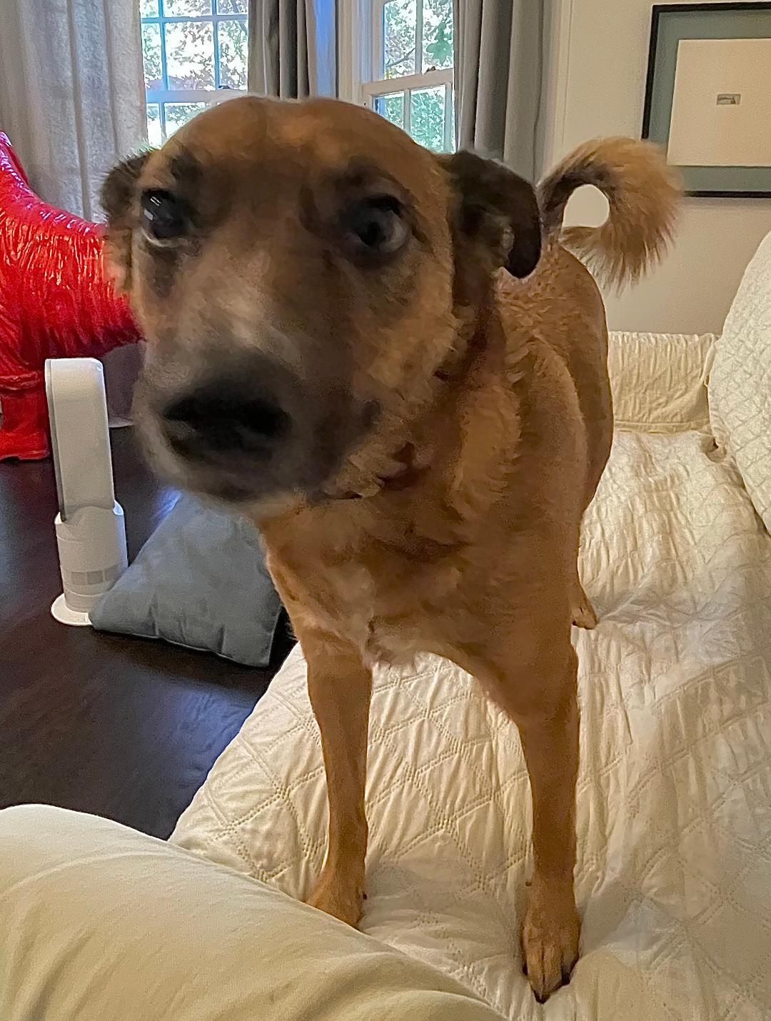 Enlarge Missy, a ADOPTABLE mixed breed in Carrollton, TX image 5/5