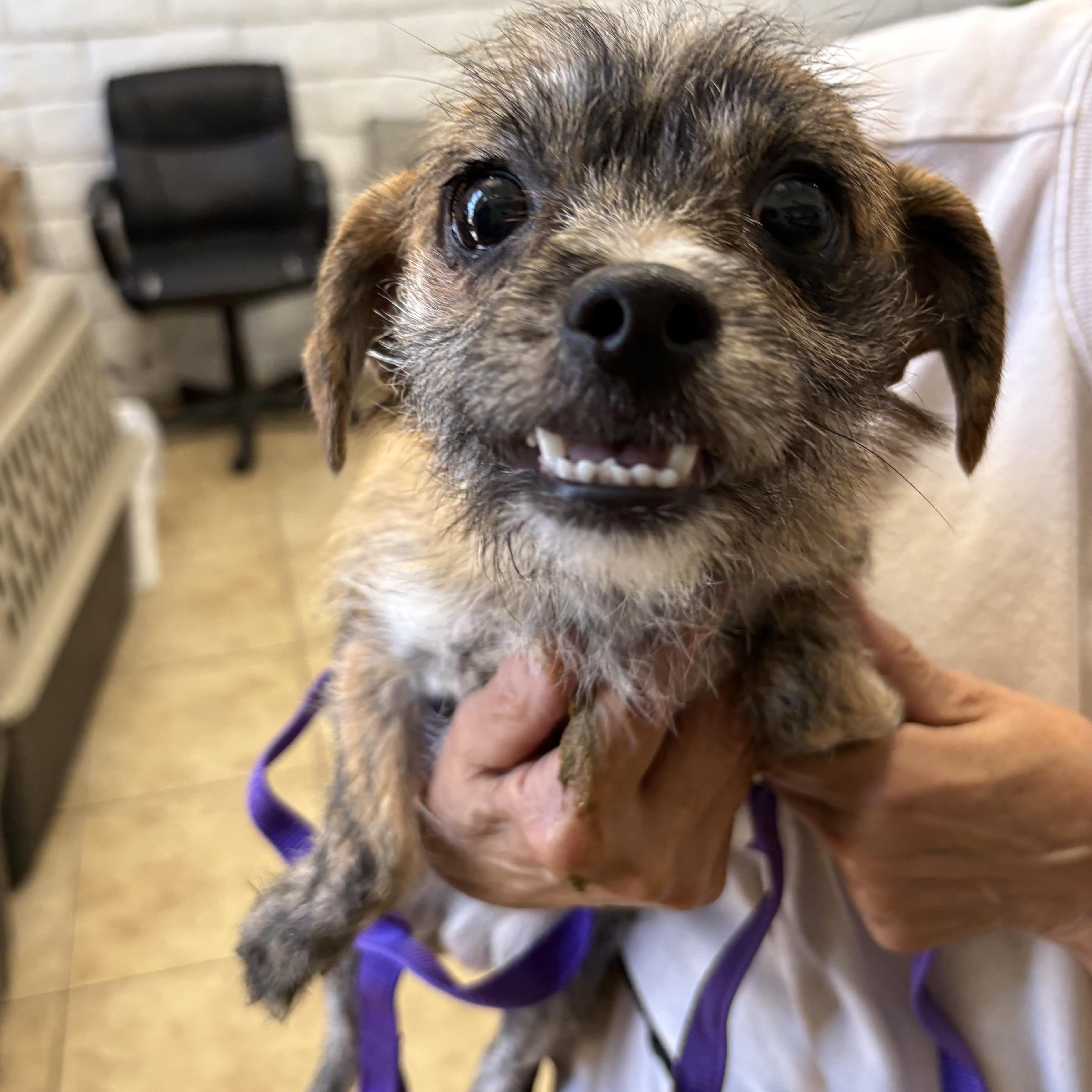 Enlarge TOBY, a ADOPTABLE mixed breed in los angeles, CA image 1/1