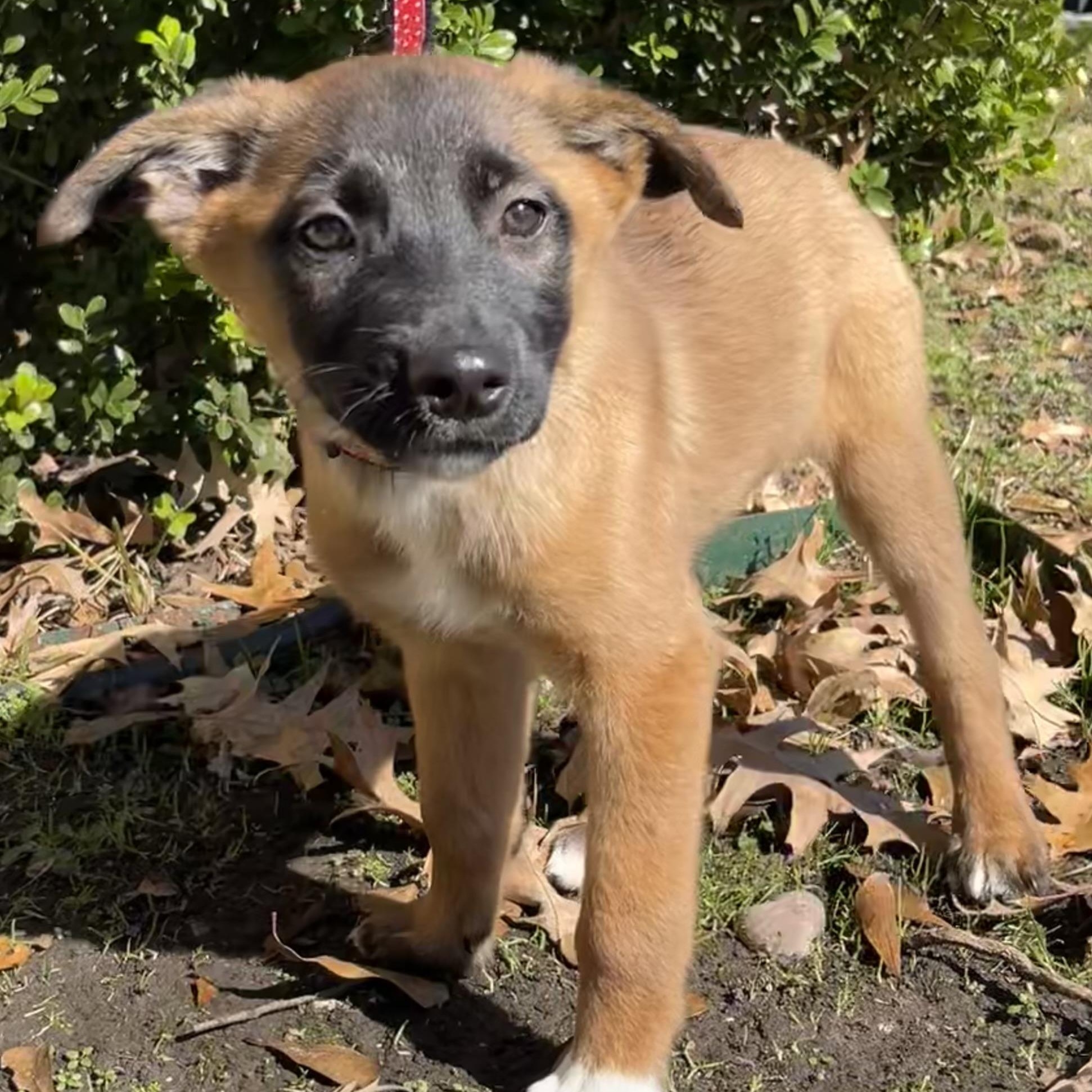 Kayden, Adopted, Puppy Female German Shepherd Dog.