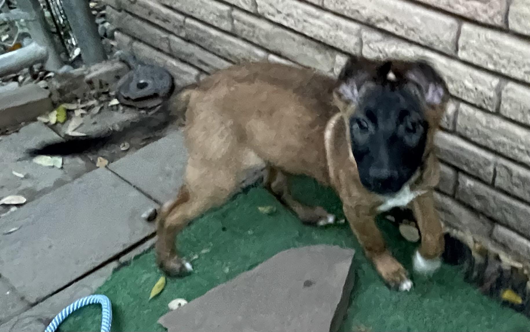 Enlarge Kayden, a Adopted mixed breed in Bellaire, TX image 3/6