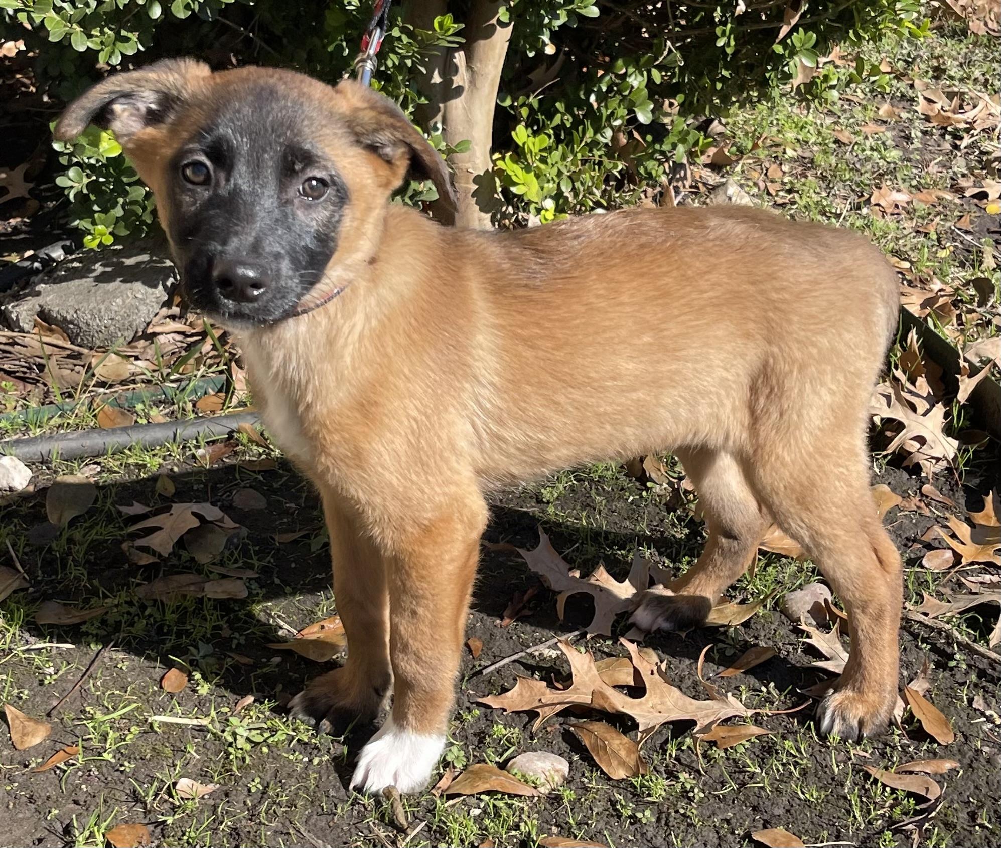 Enlarge Kayden, a Adopted mixed breed in Bellaire, TX image 4/6