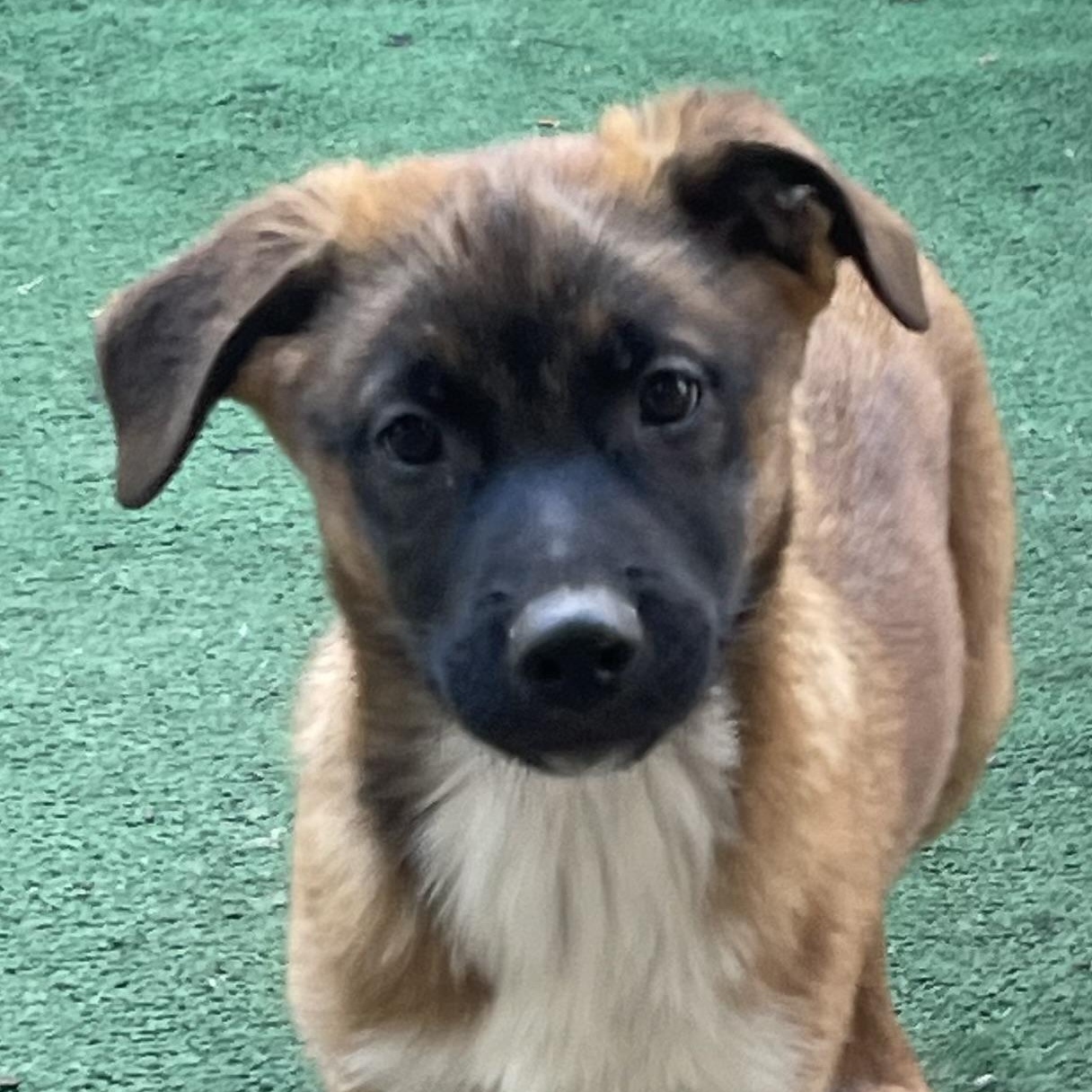 Enlarge Kayden, a Adopted mixed breed in Bellaire, TX image 6/6