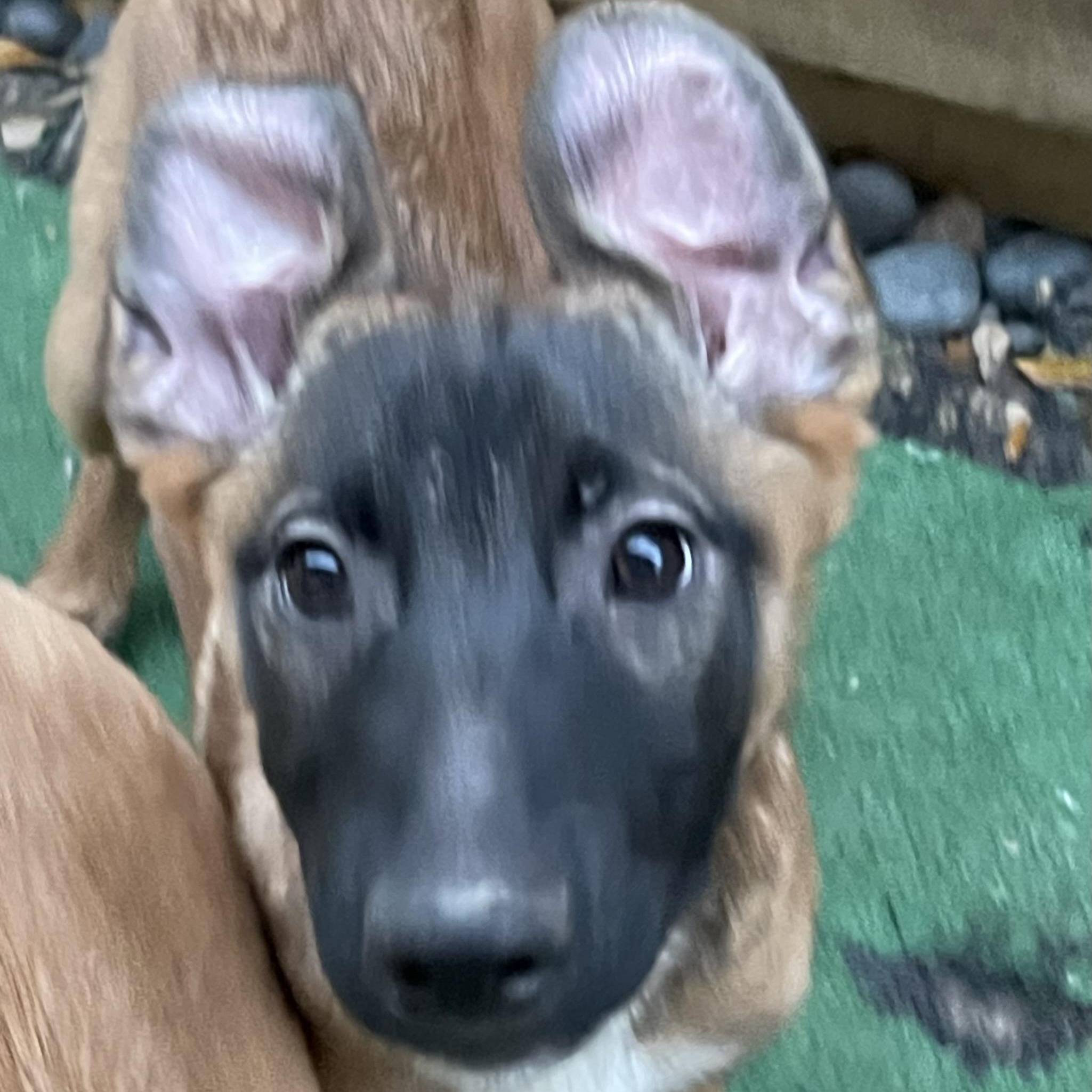 Enlarge Kayden, a Adopted mixed breed in Bellaire, TX image 2/6