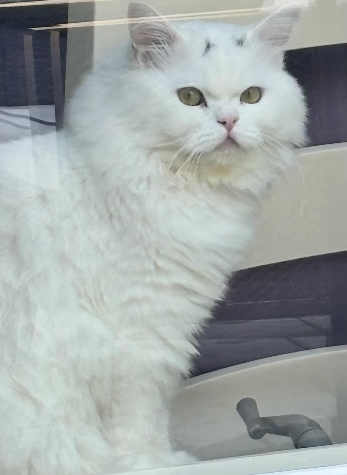 Enlarge Maxmillian, a Adoptable Persian in Woodmere, NY image 3/3