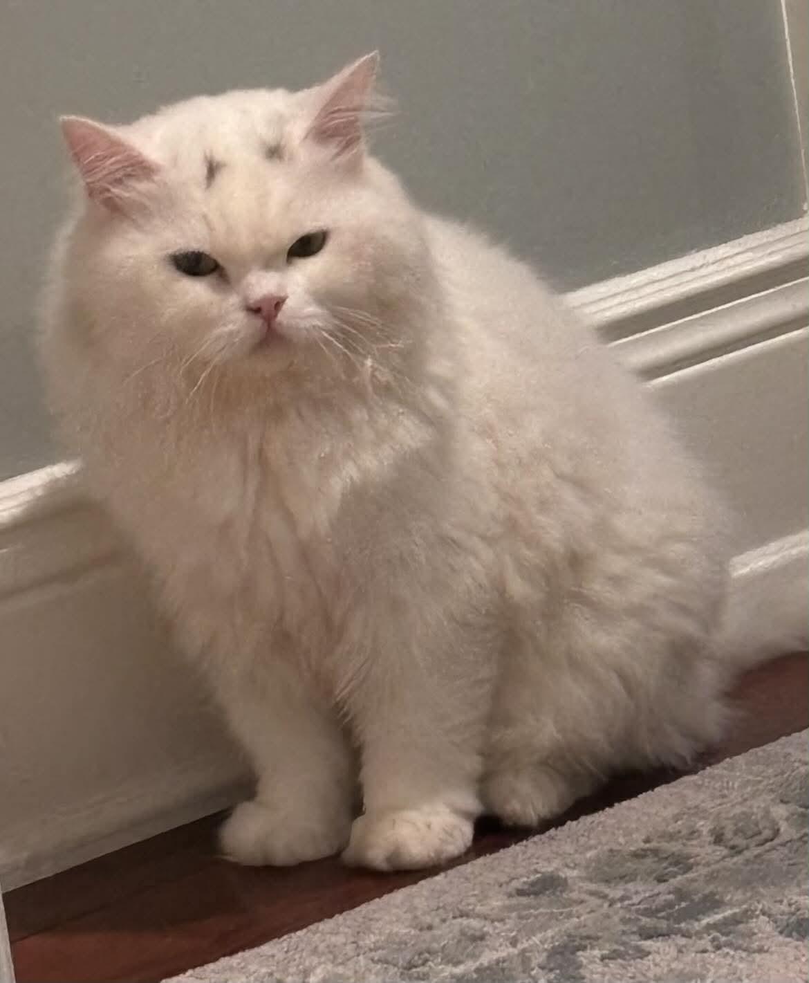 Enlarge Maxmillian, a Adoptable Persian in Woodmere, NY image 2/3