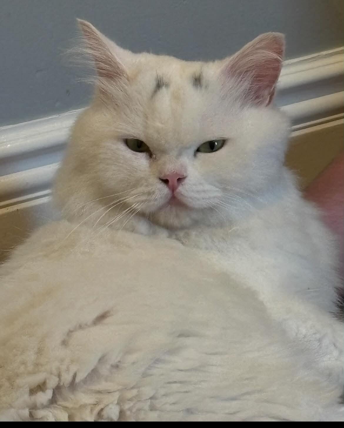 Enlarge Maxmillian, a Adoptable Persian in Woodmere, NY image 1/3