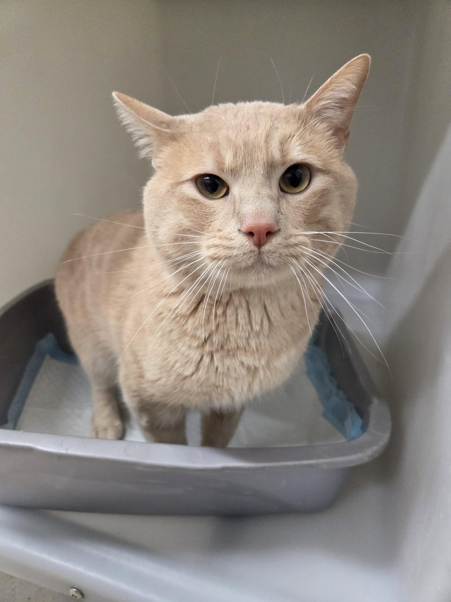 Enlarge Simba, a ADOPTABLE Domestic Short Hair in Roosevelt, UT image 2/2
