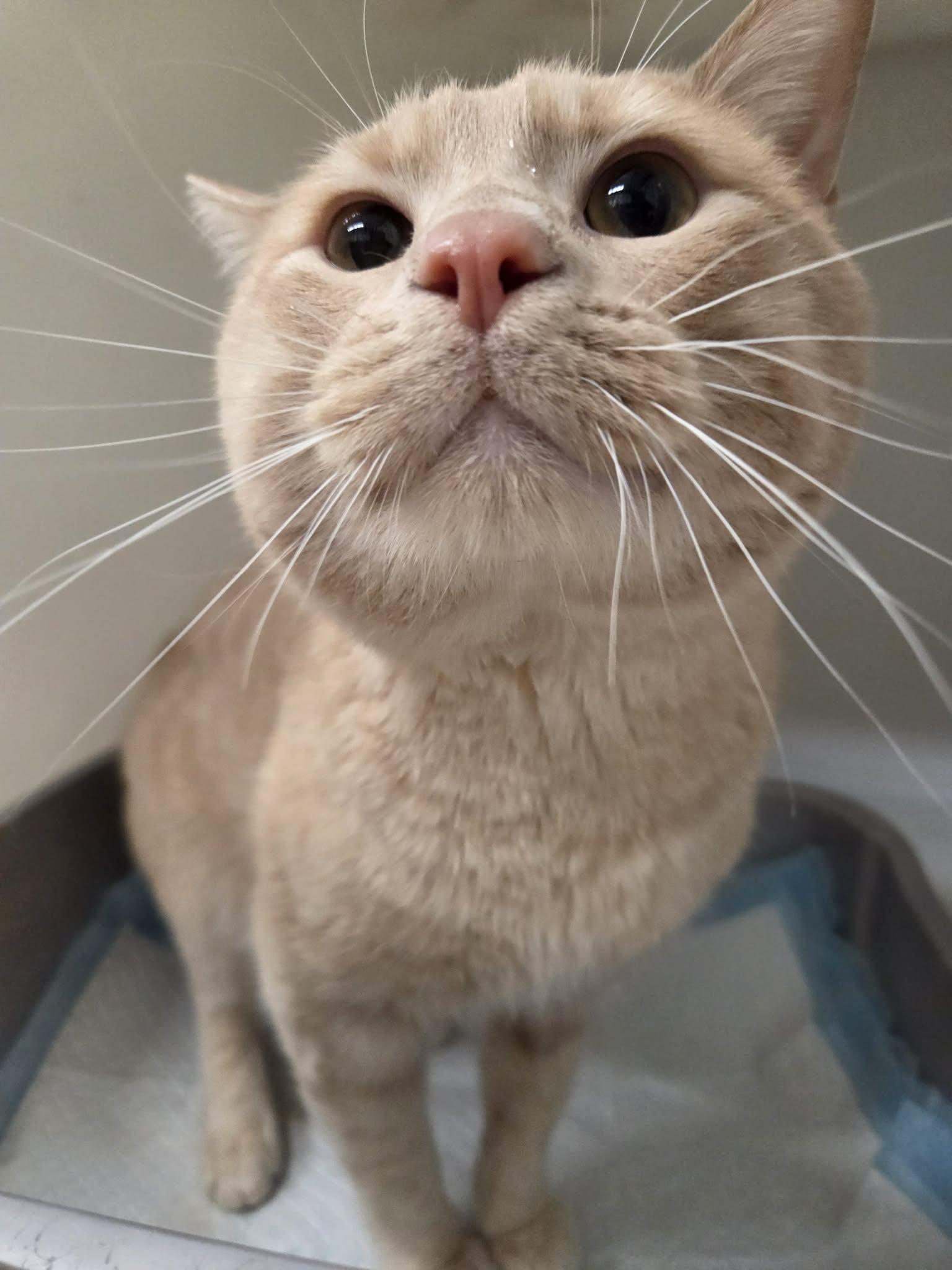 Enlarge Simba, a ADOPTABLE Domestic Short Hair in Roosevelt, UT image 1/2