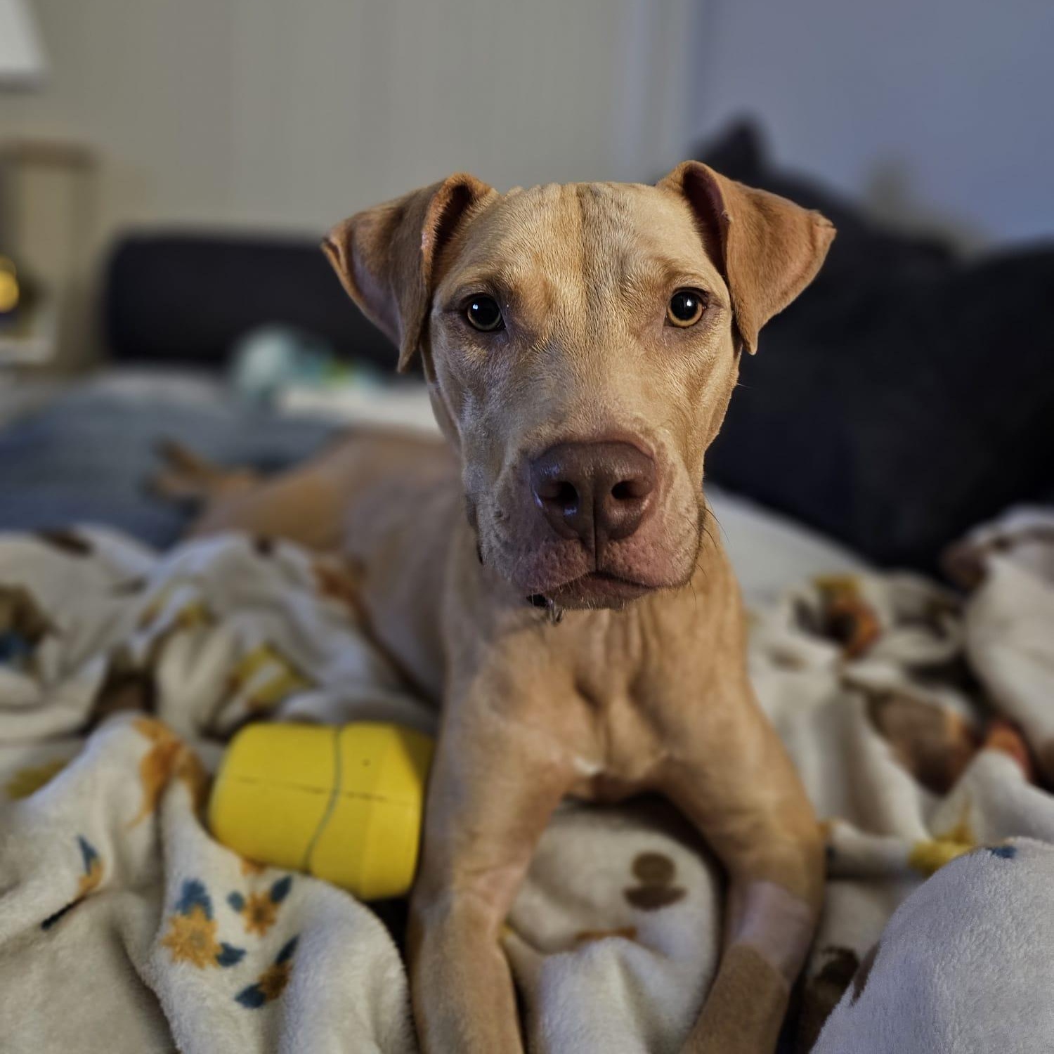 Annaliese thumbnail 5