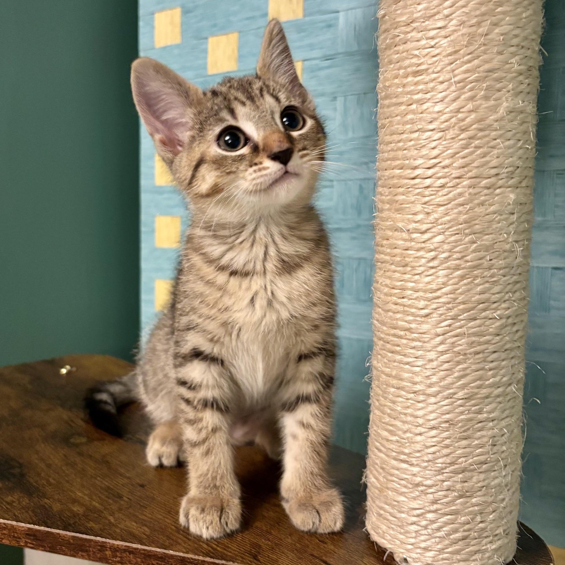 Fire Alarm, adopted, Kitten Female Tabby & Domestic Short Hair.