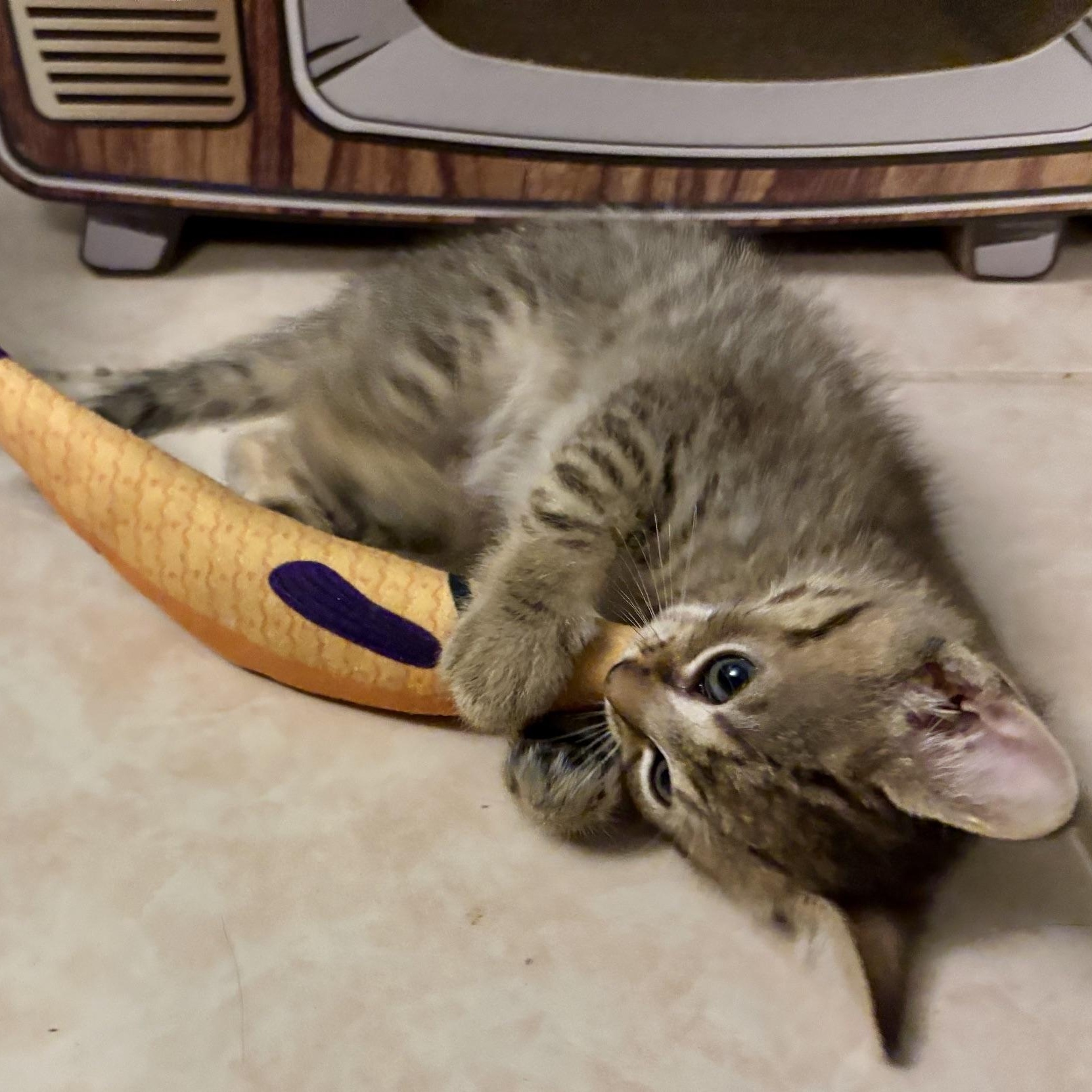 Fire Alarm, an adopted mixed breed in Hyattsville, MD image 2/5